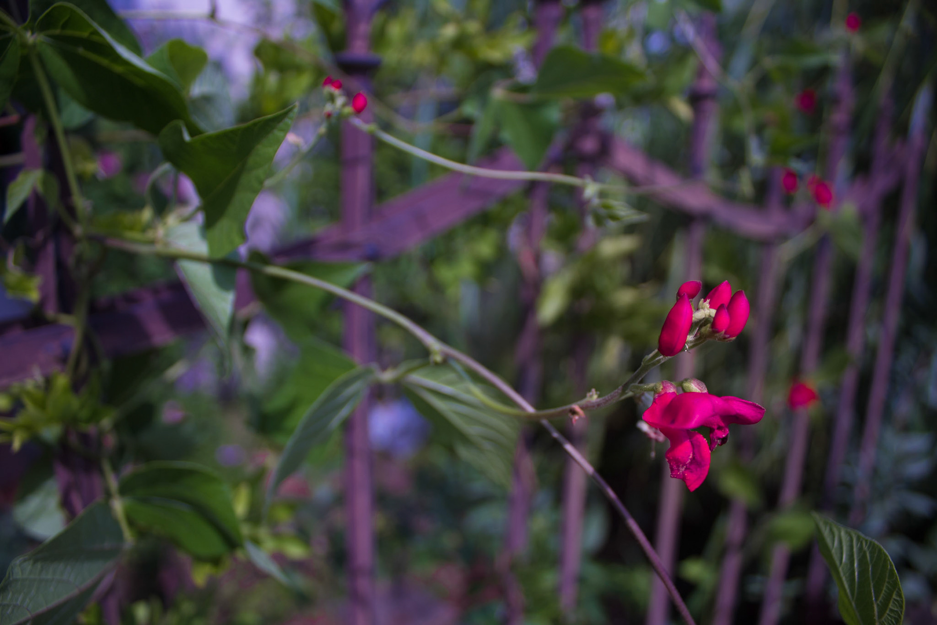 Flower on an overgrown rusty Fence