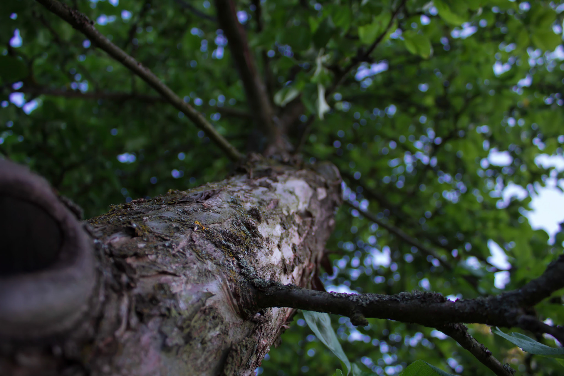Looking up the Tree Crown