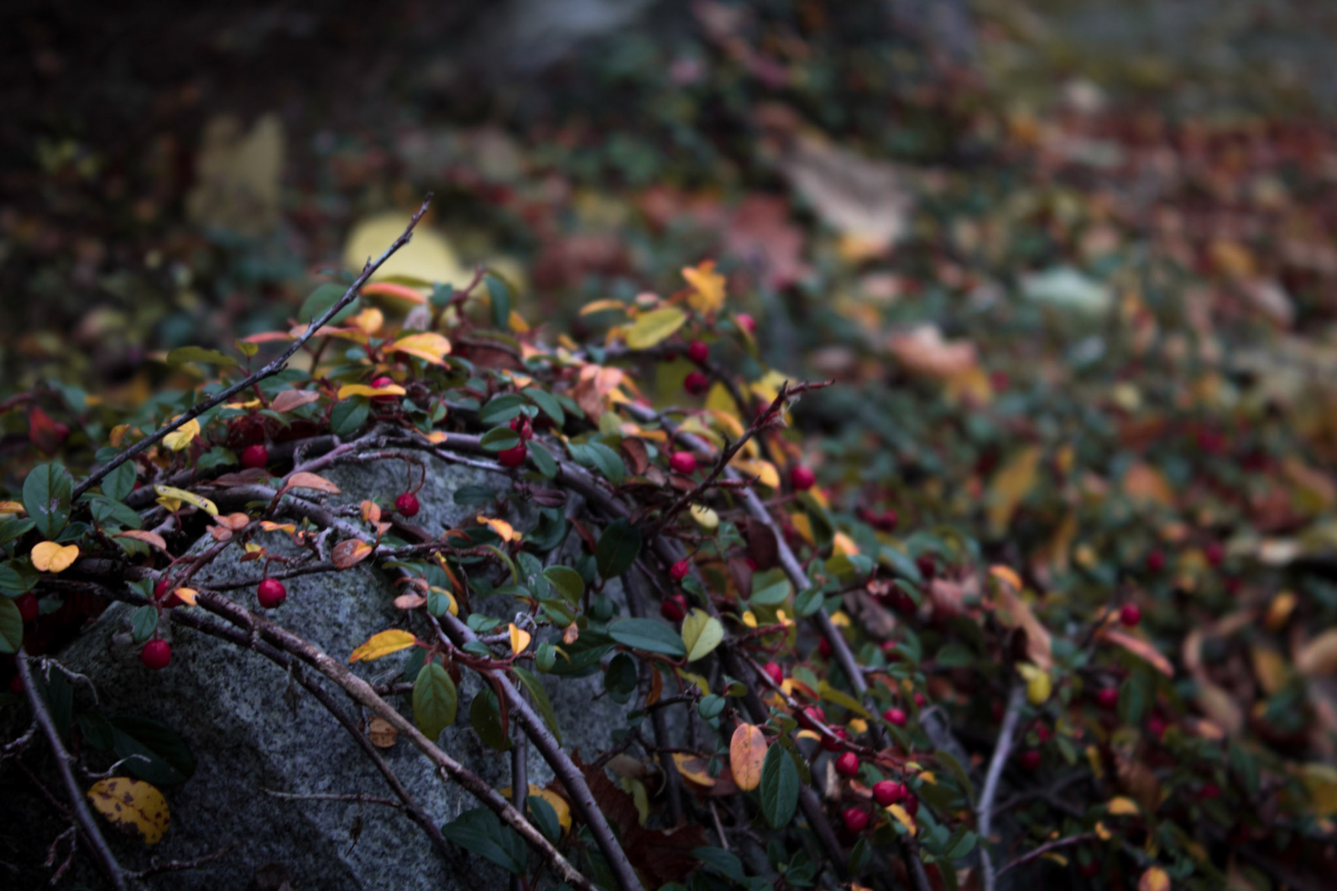 Overgrown Stone