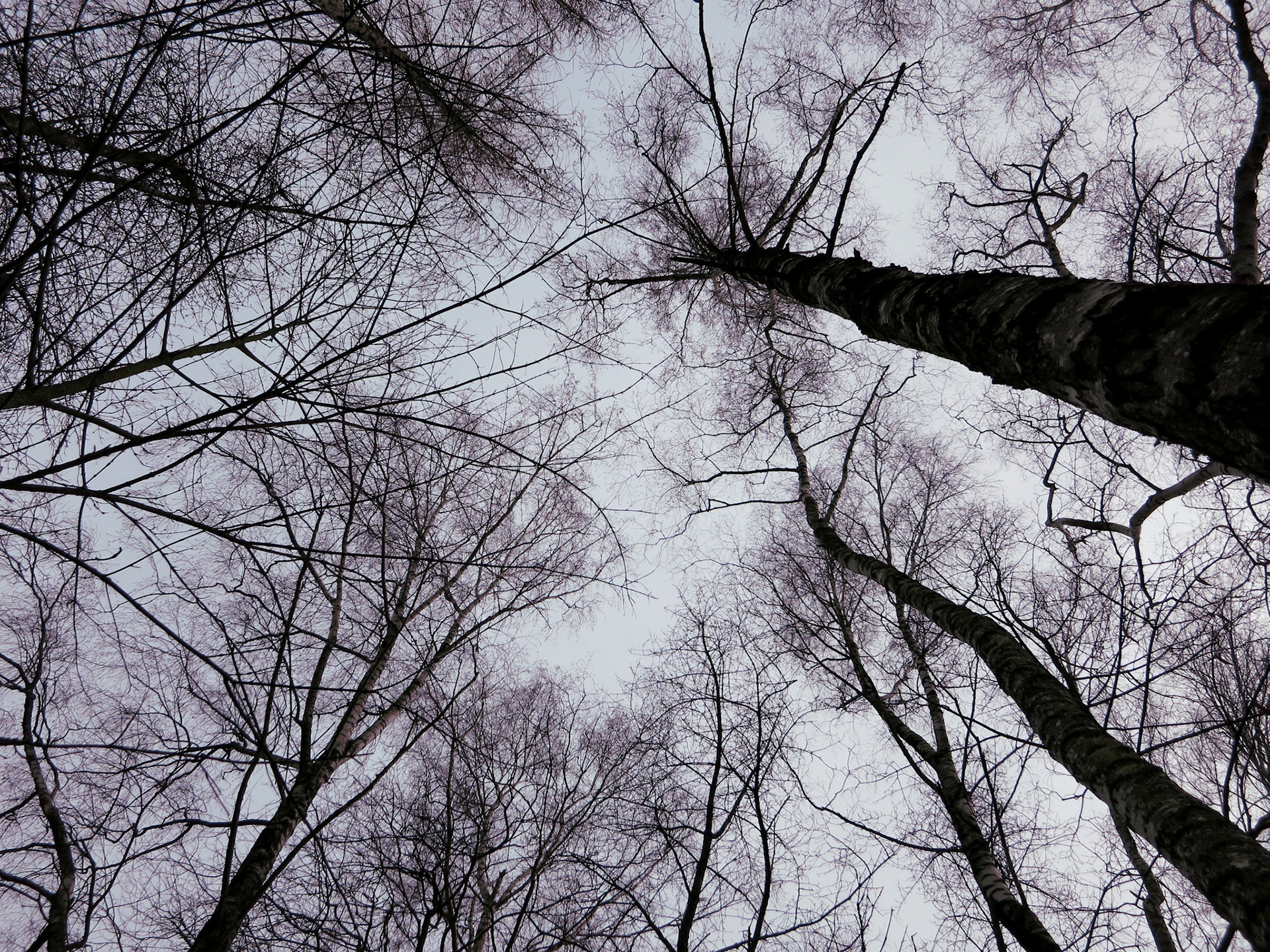 Looking to Tree Crowns