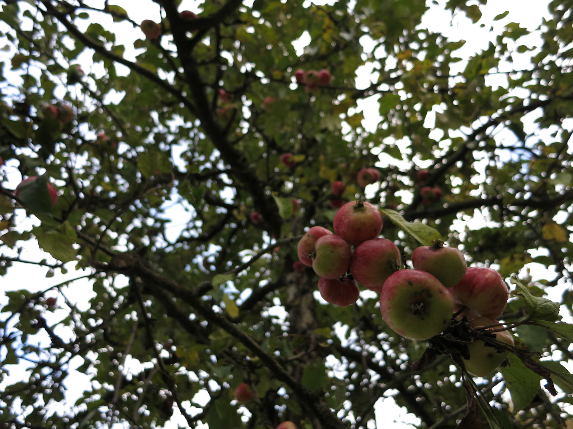 Apples hanging from a Tree Crown