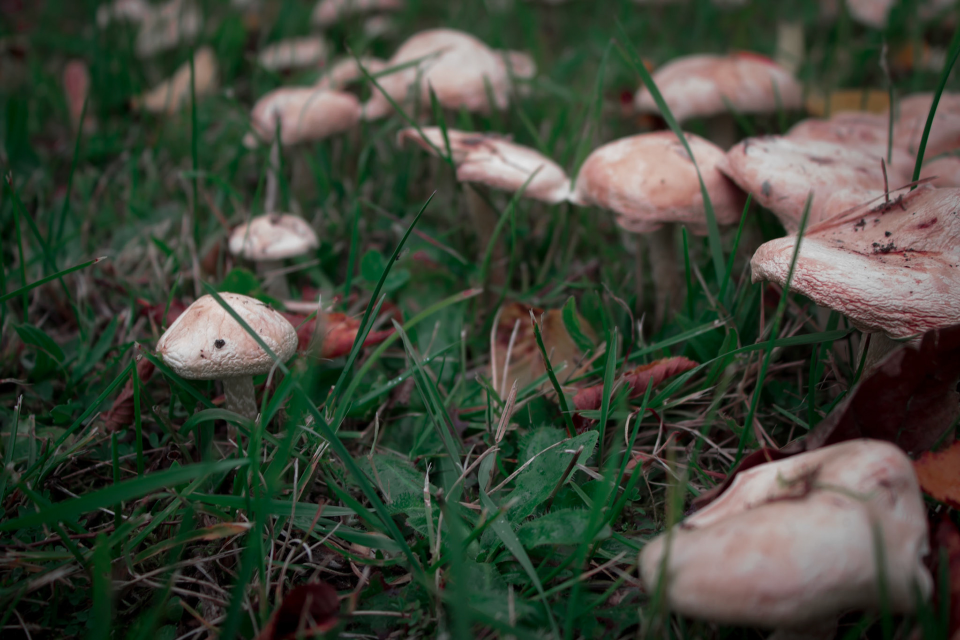 Mushrooms in the Grass