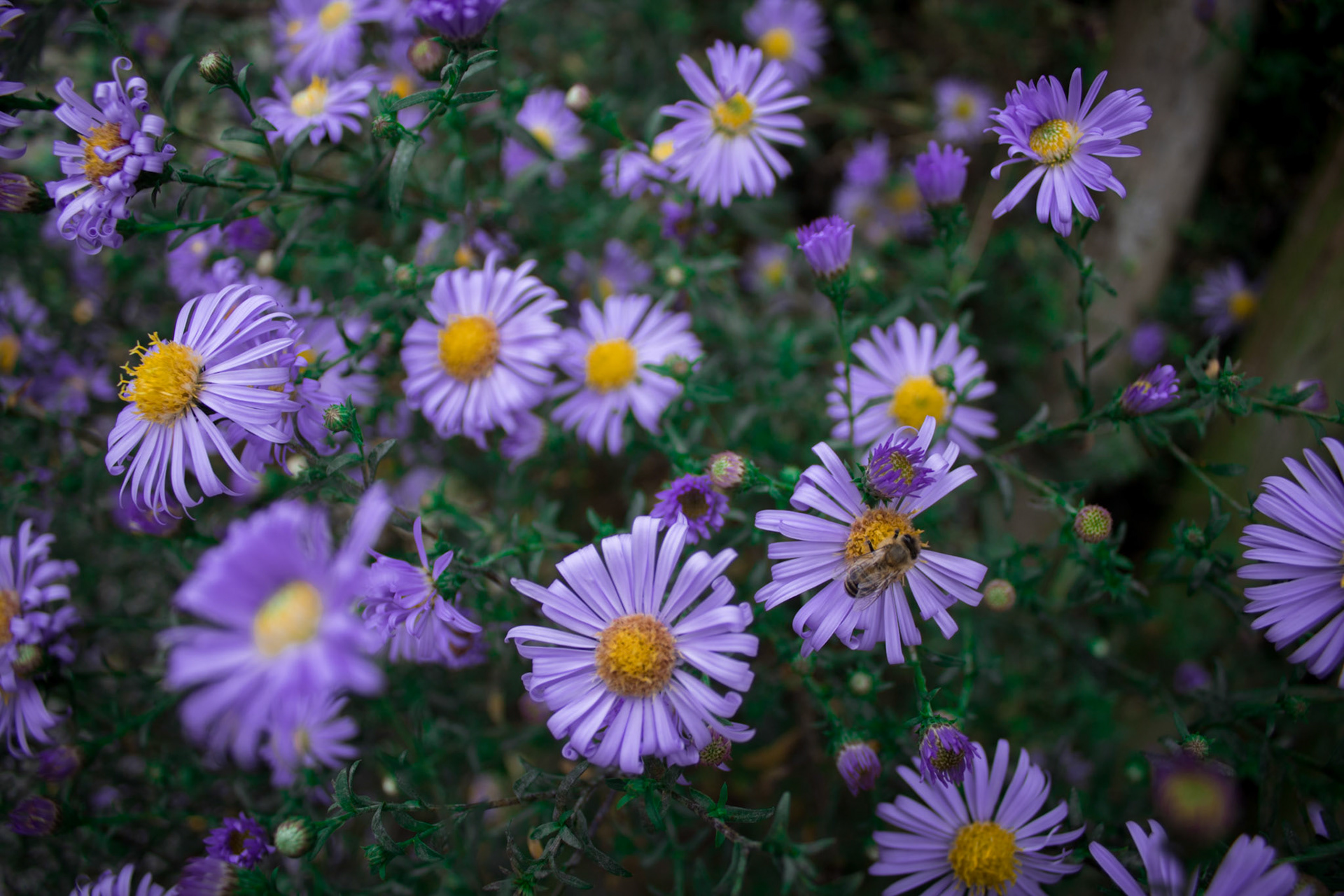 Purple Flowers