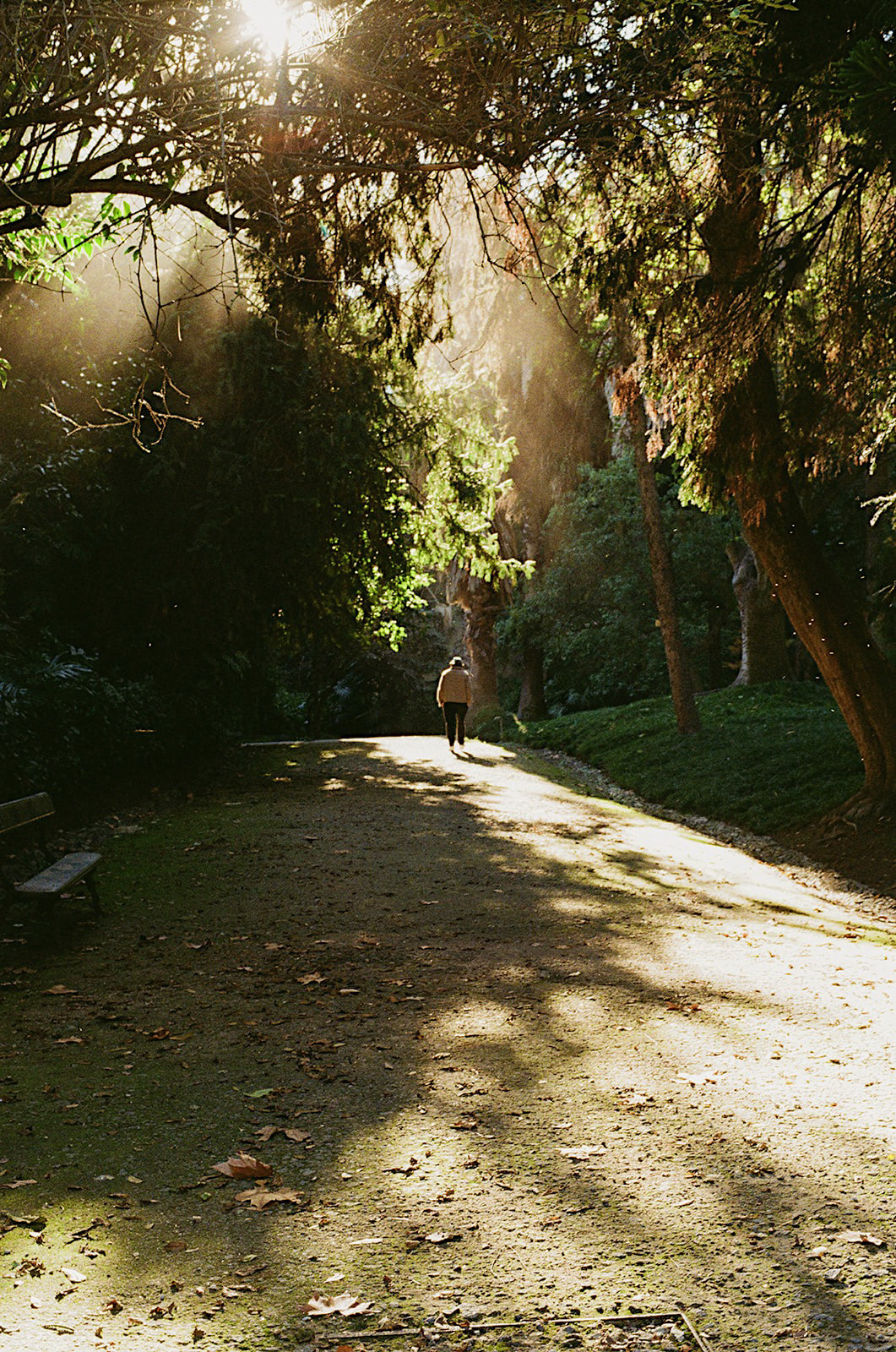 Man in park; Portugal - 2025; Contax Aria