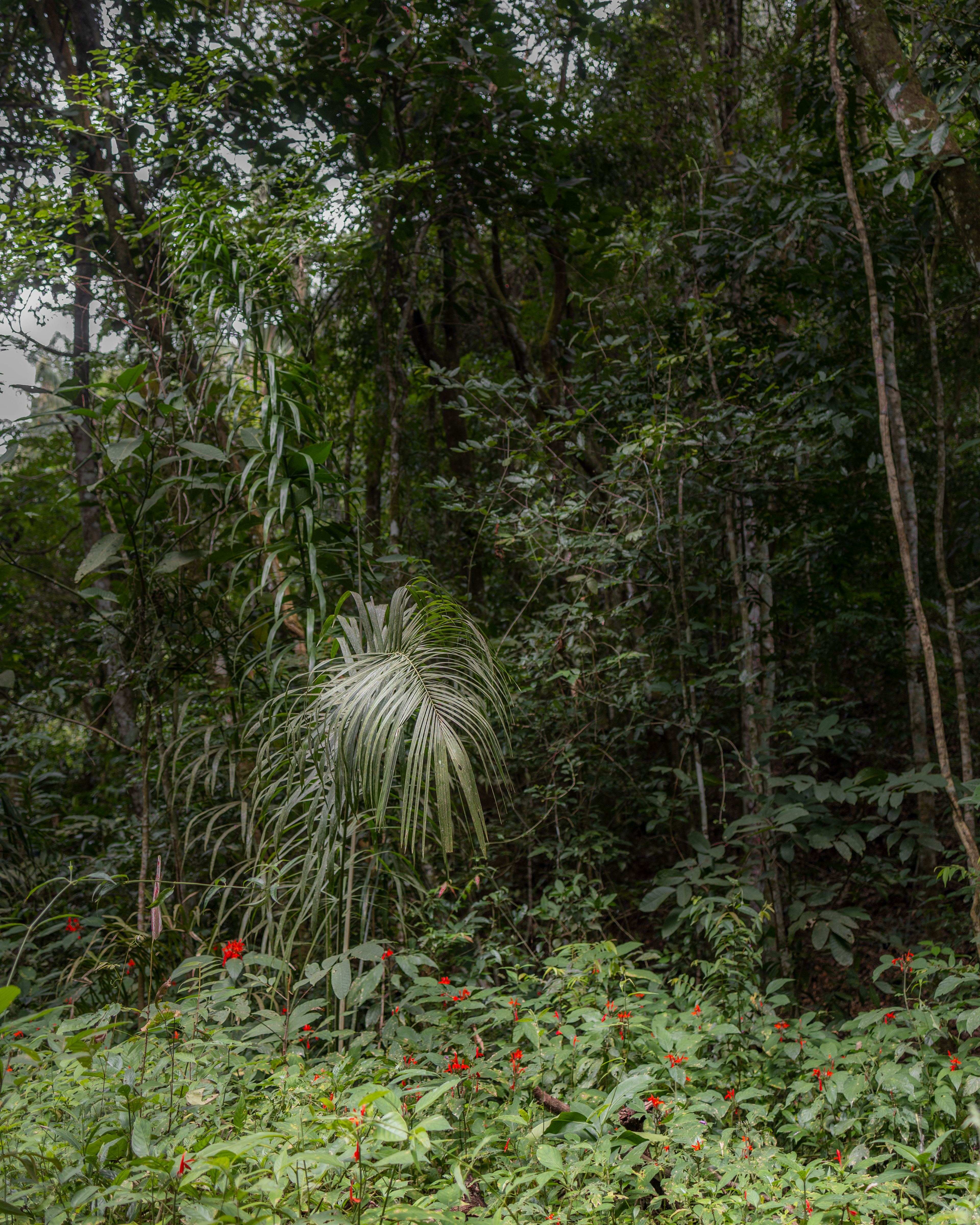 Cerrado (Brazilian Savannah)