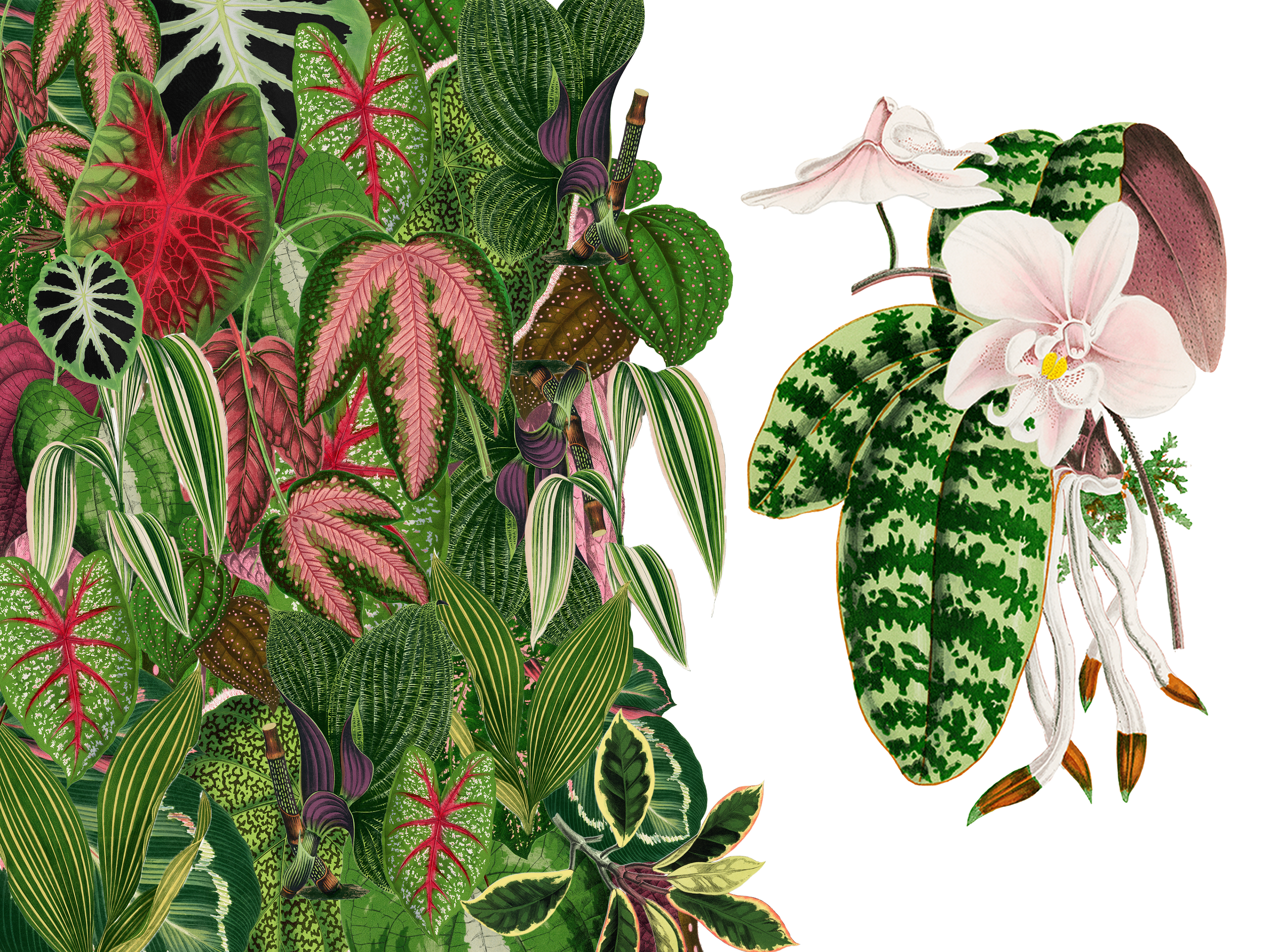 collage with botanical illustrations from 1865 edition of Les Plantes à Feuillage Coloré by Alexander Francis Lydon & Benjamin Fawsett.