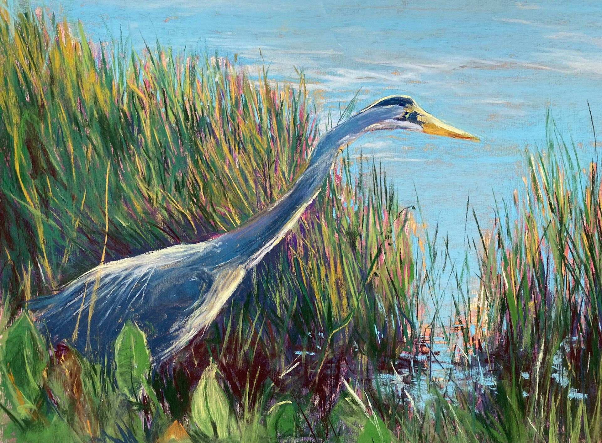 Florida Egret