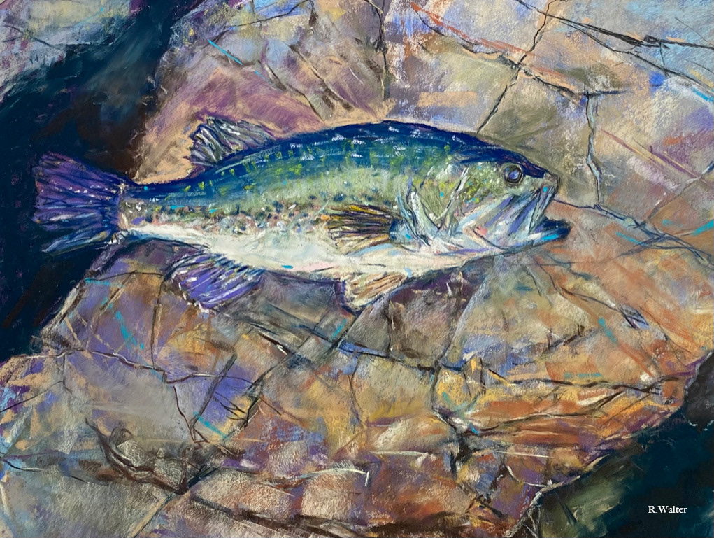 Fish on the rocks