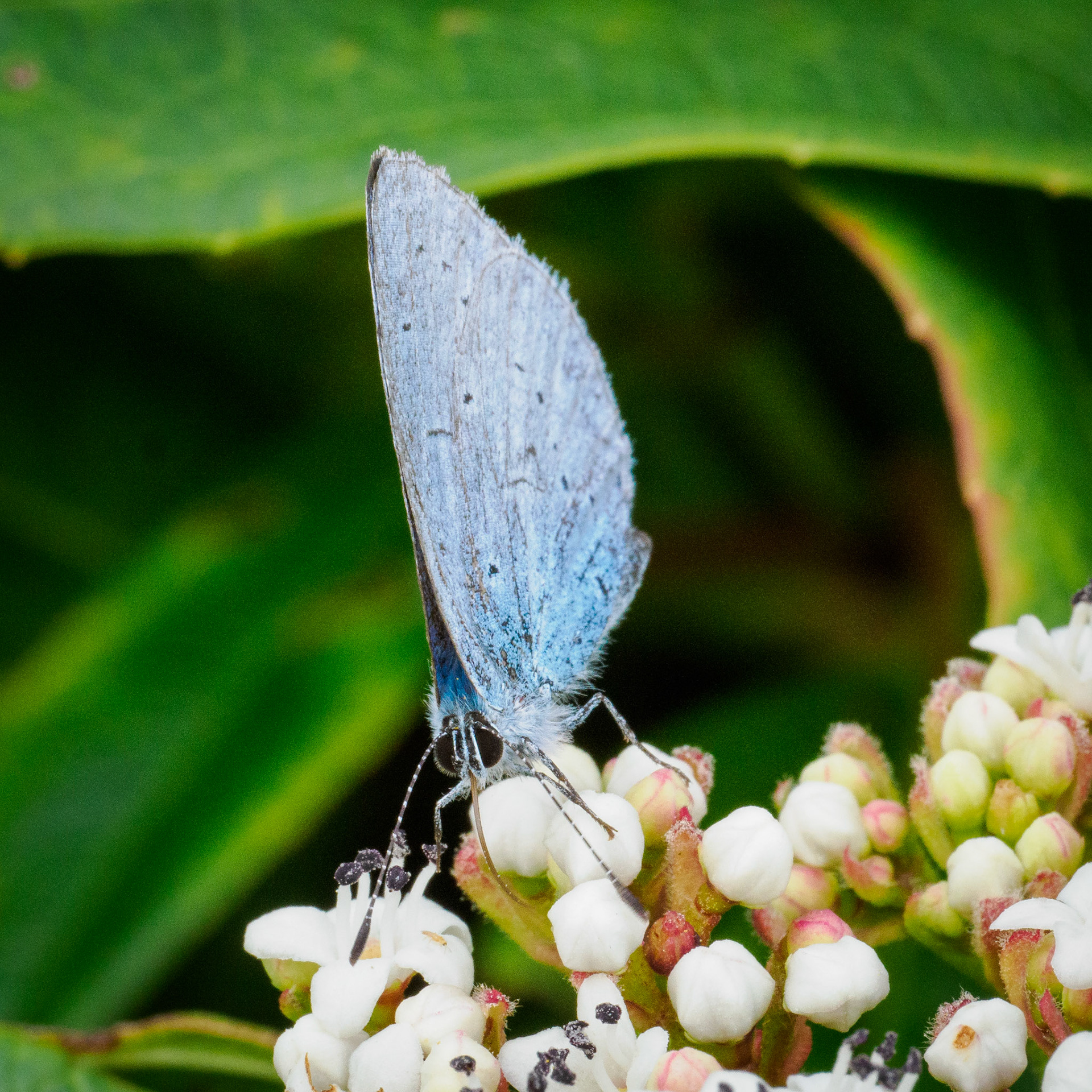 Holly blue