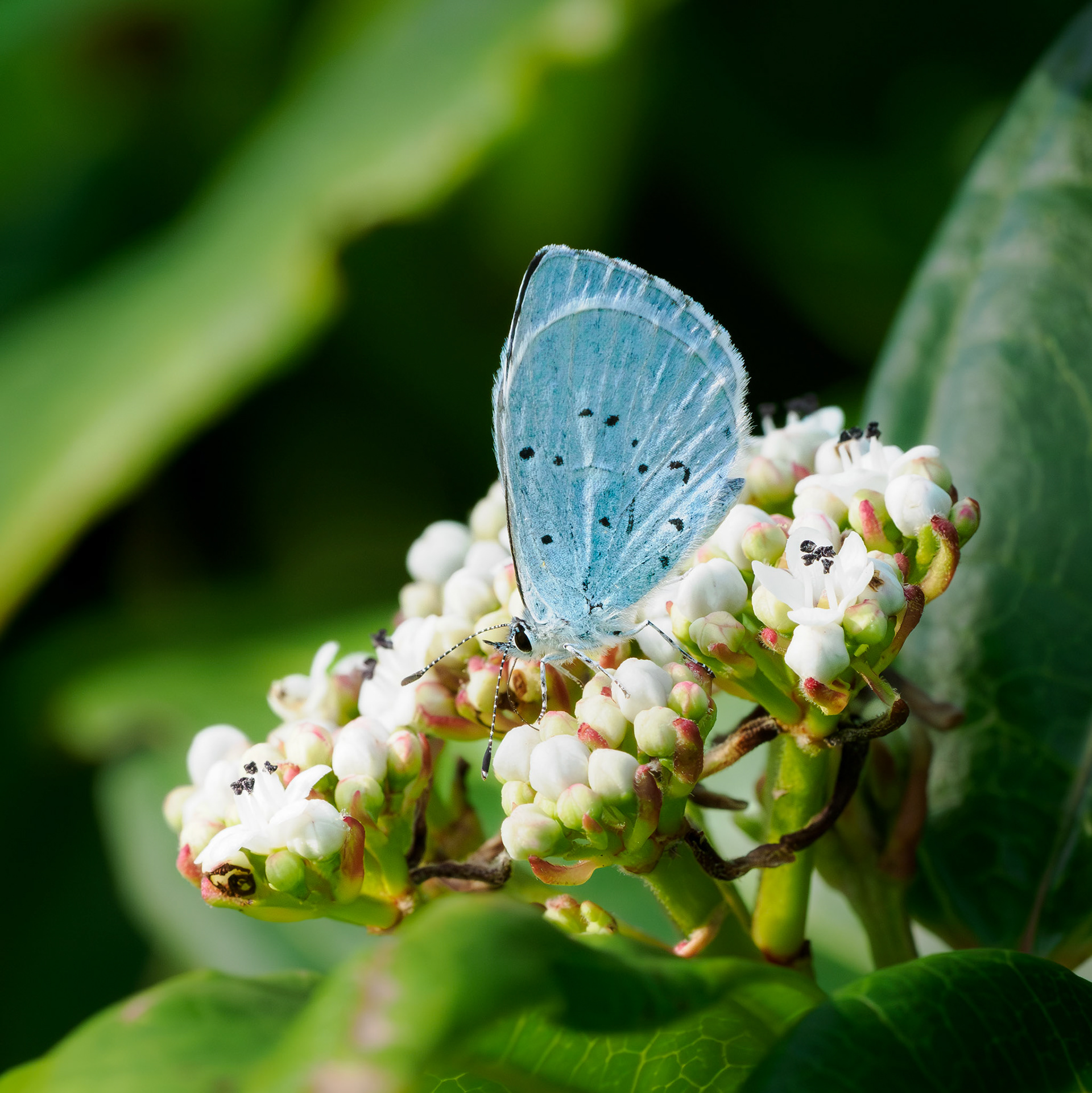 Holly blue
