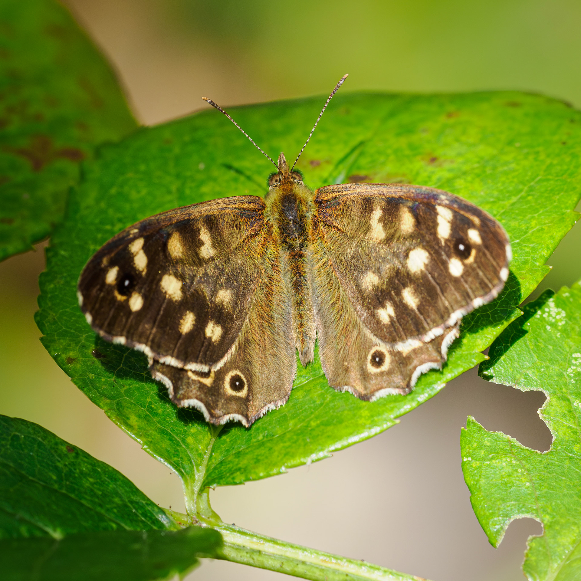 Speckled wood
