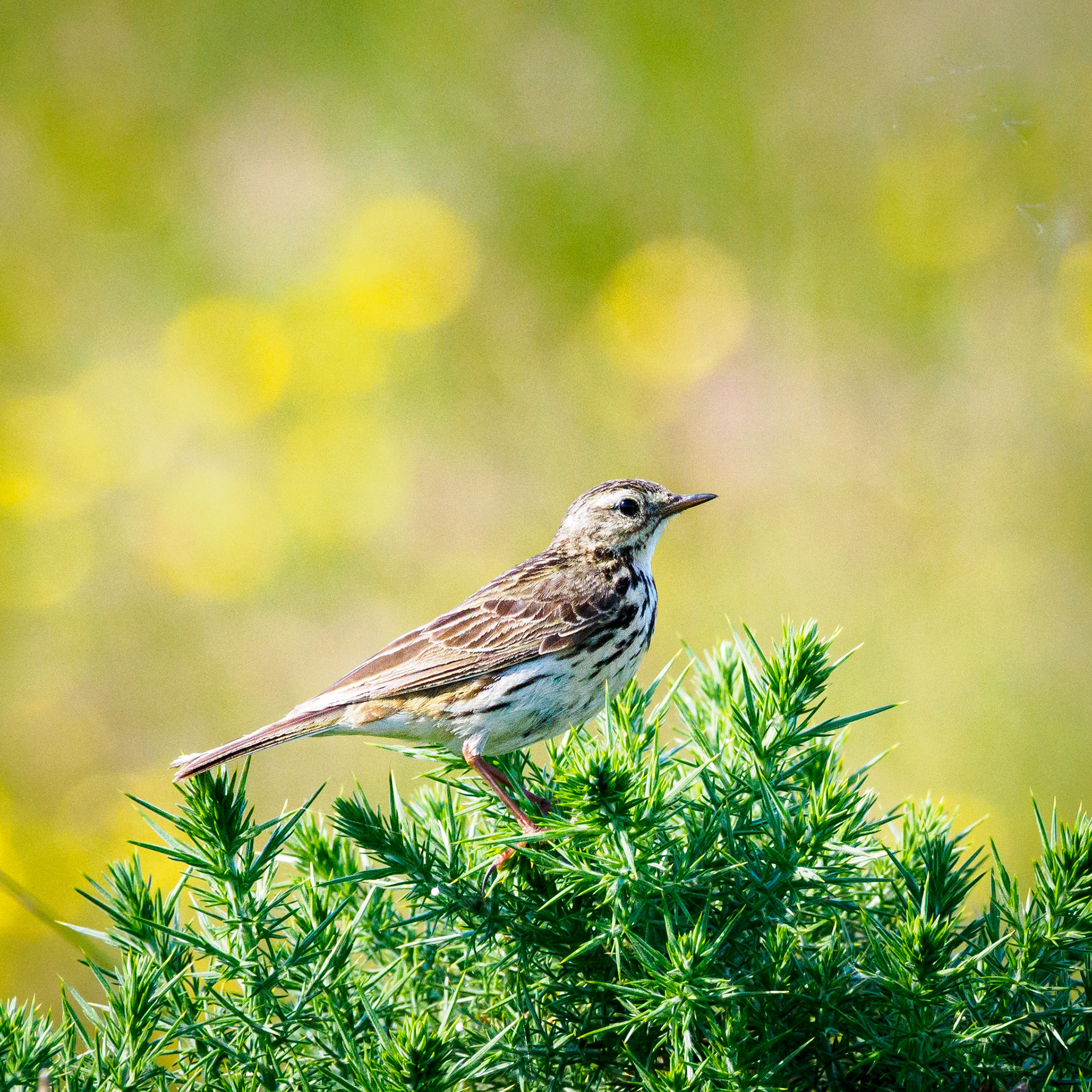 Meadow pippet?