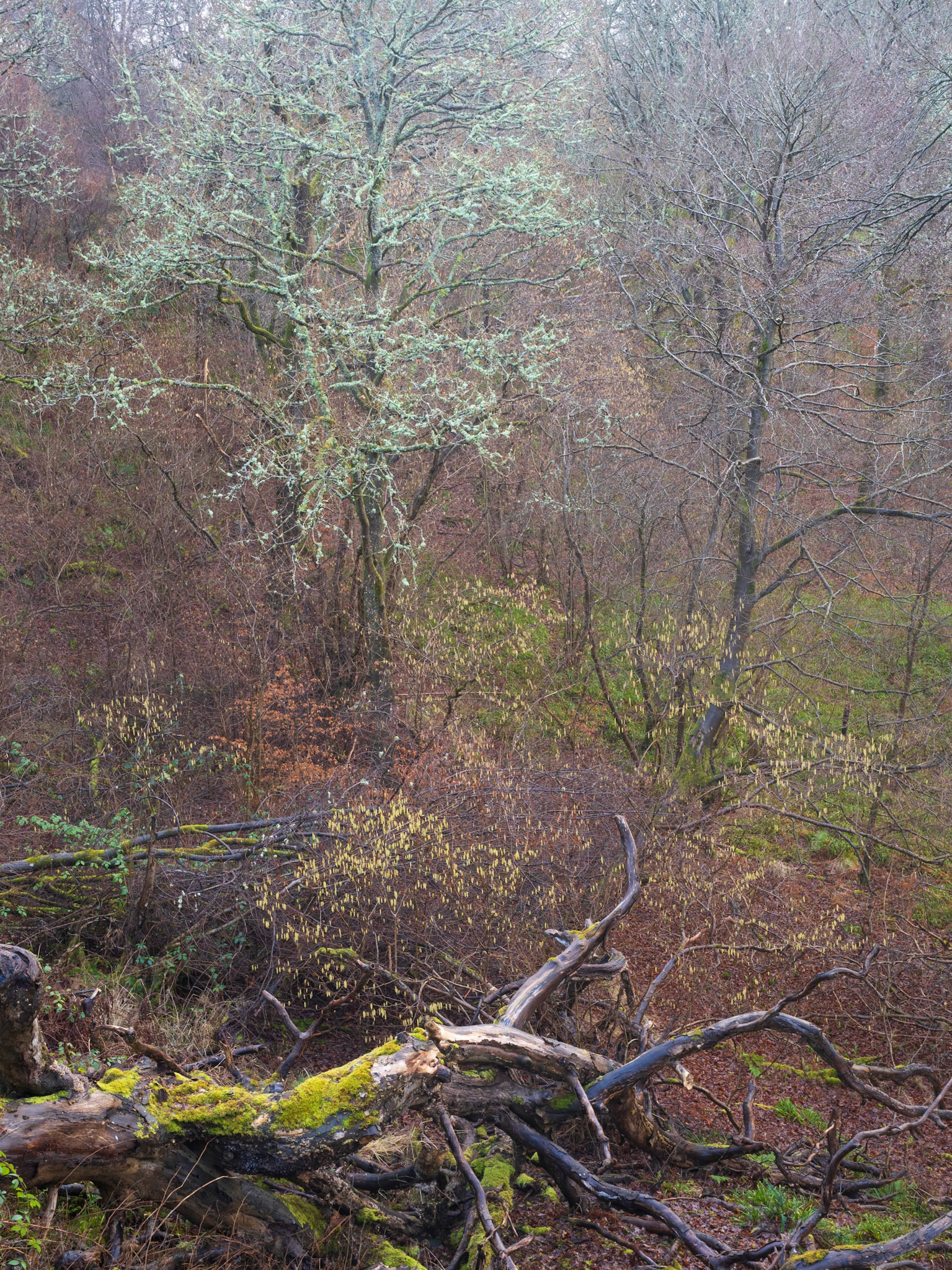 Calderwood in February