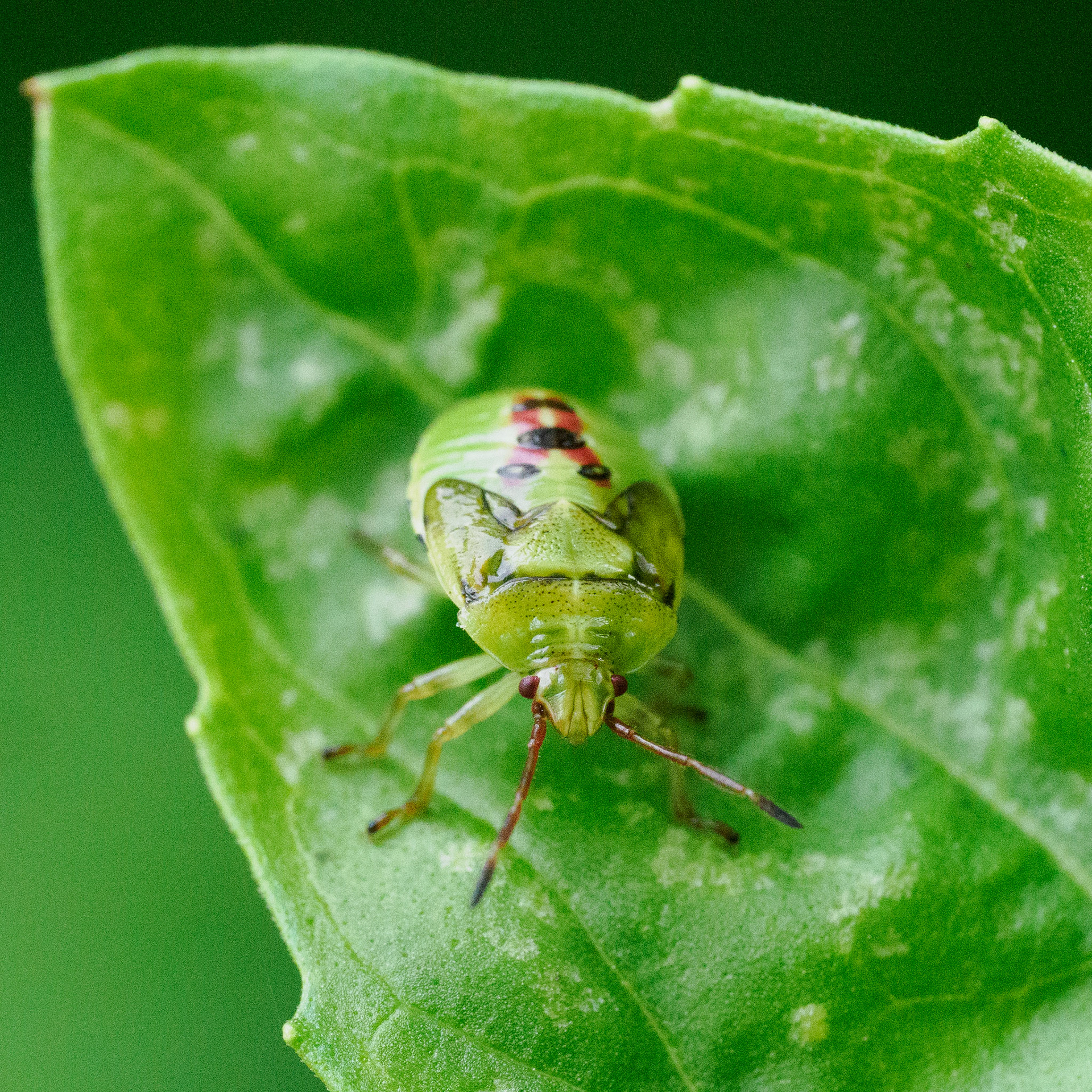 Birch shieldbug (4th/5th instar)