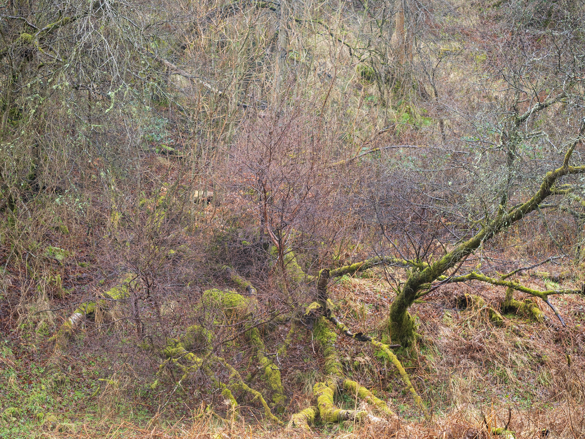 Calderwood in February