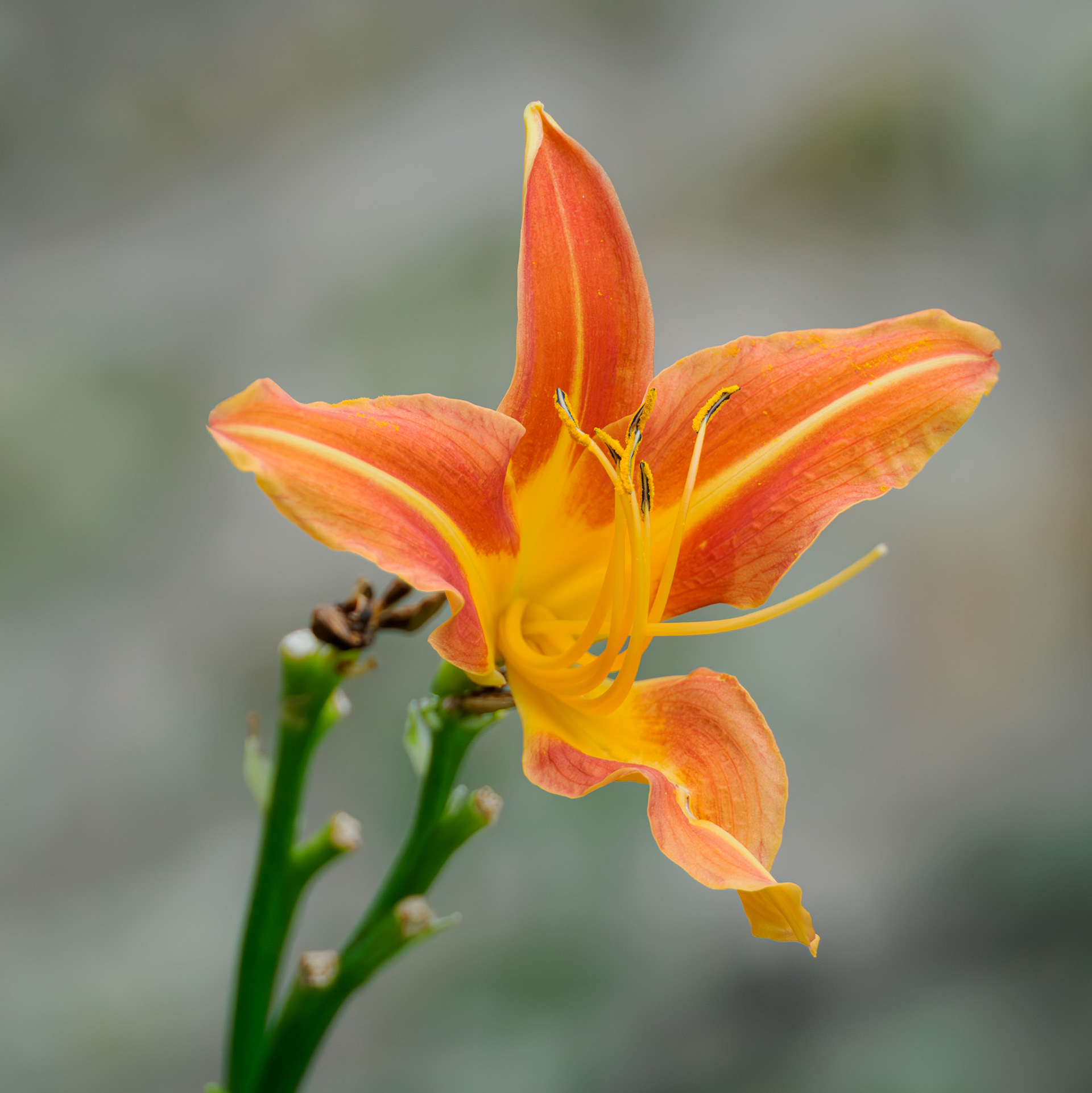 Crocosmia