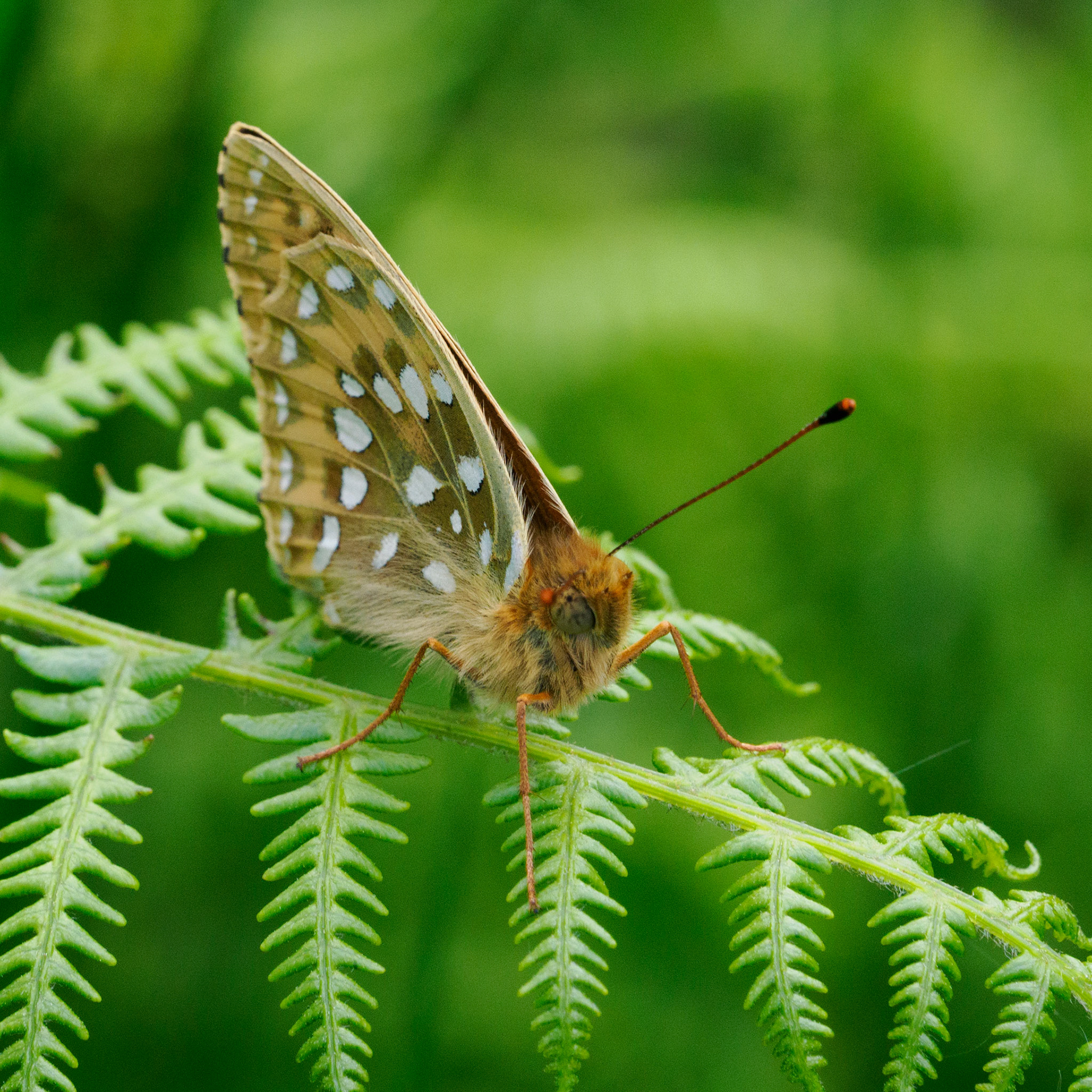 Dark green fritillary