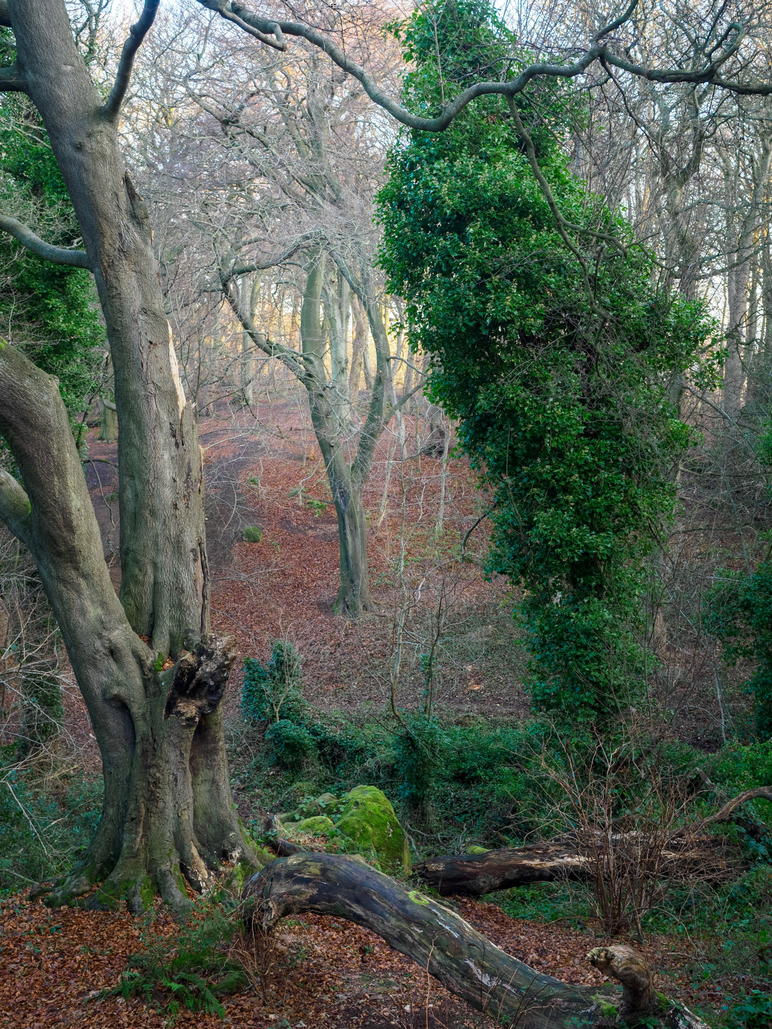 Corstorphine Hill - January