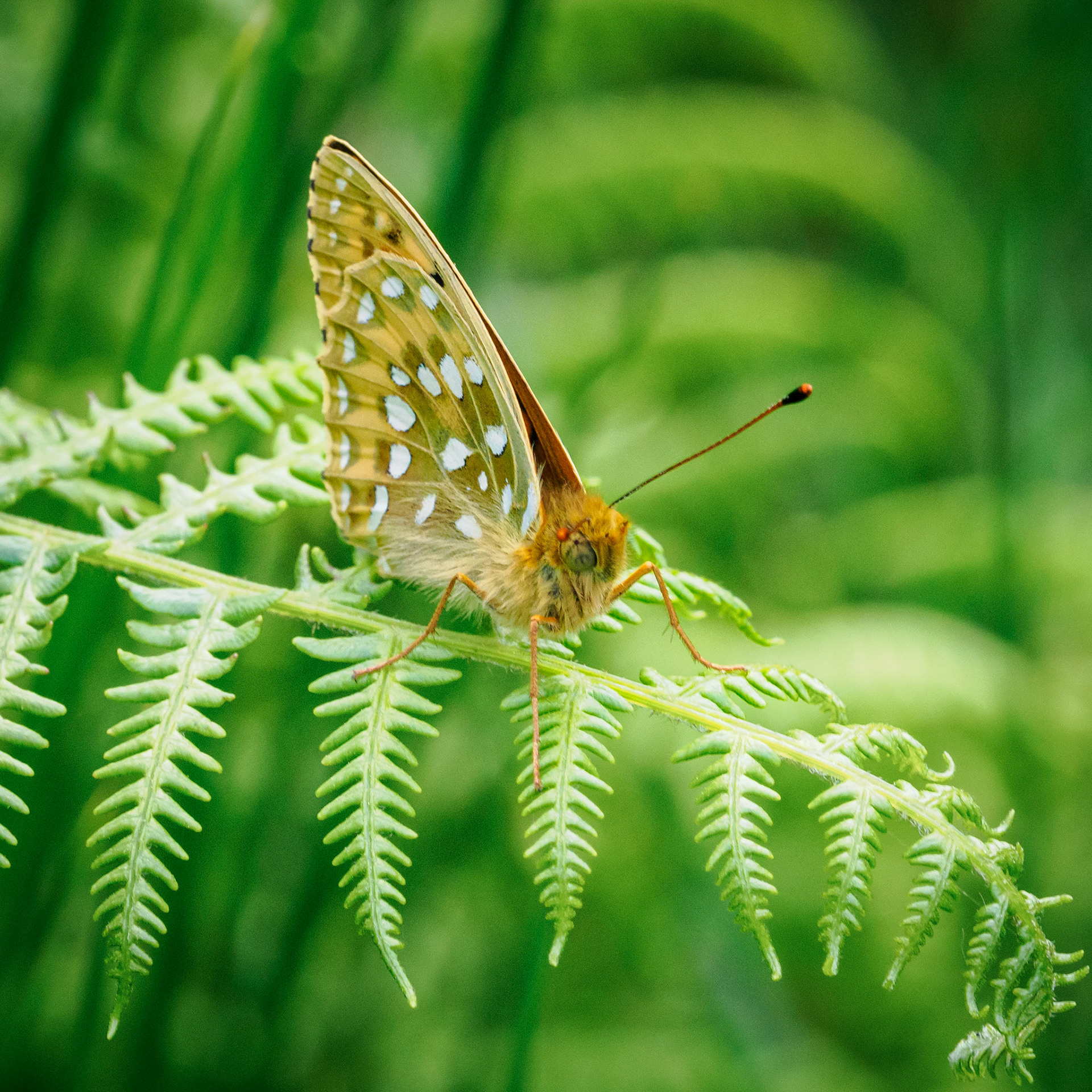 Dark green fritillary