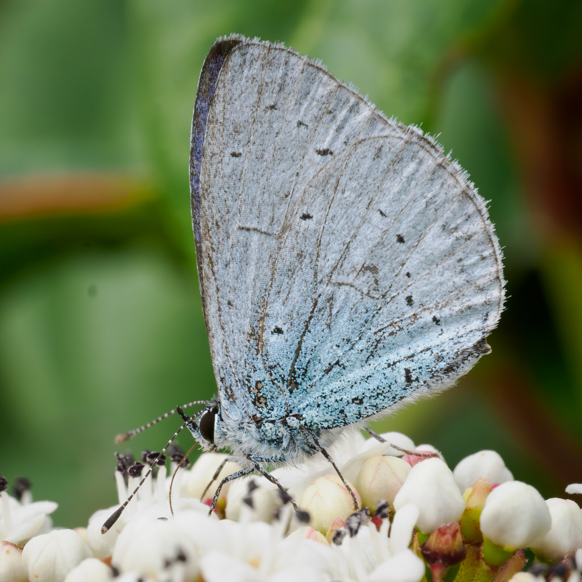 Holly blue