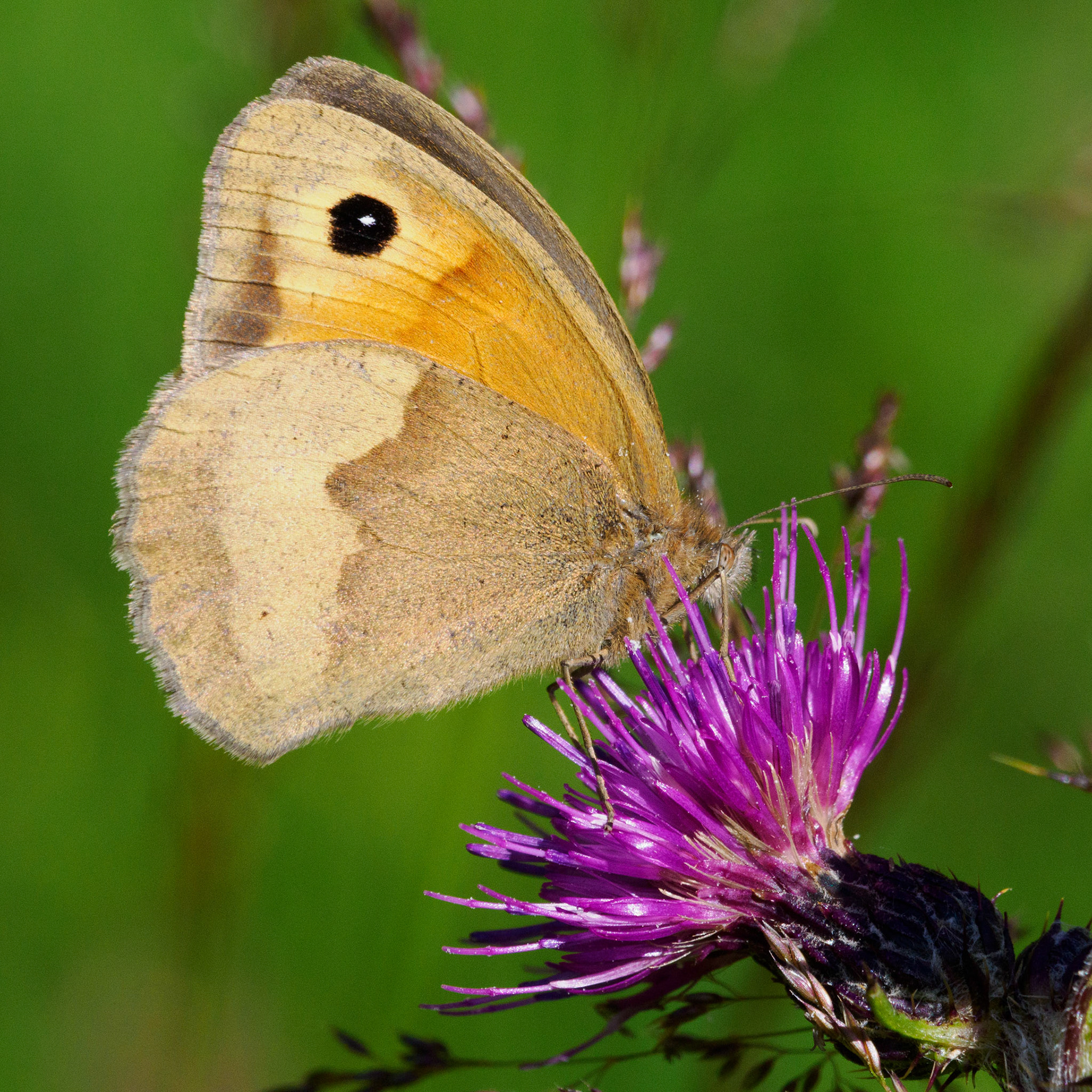 Meadow brown