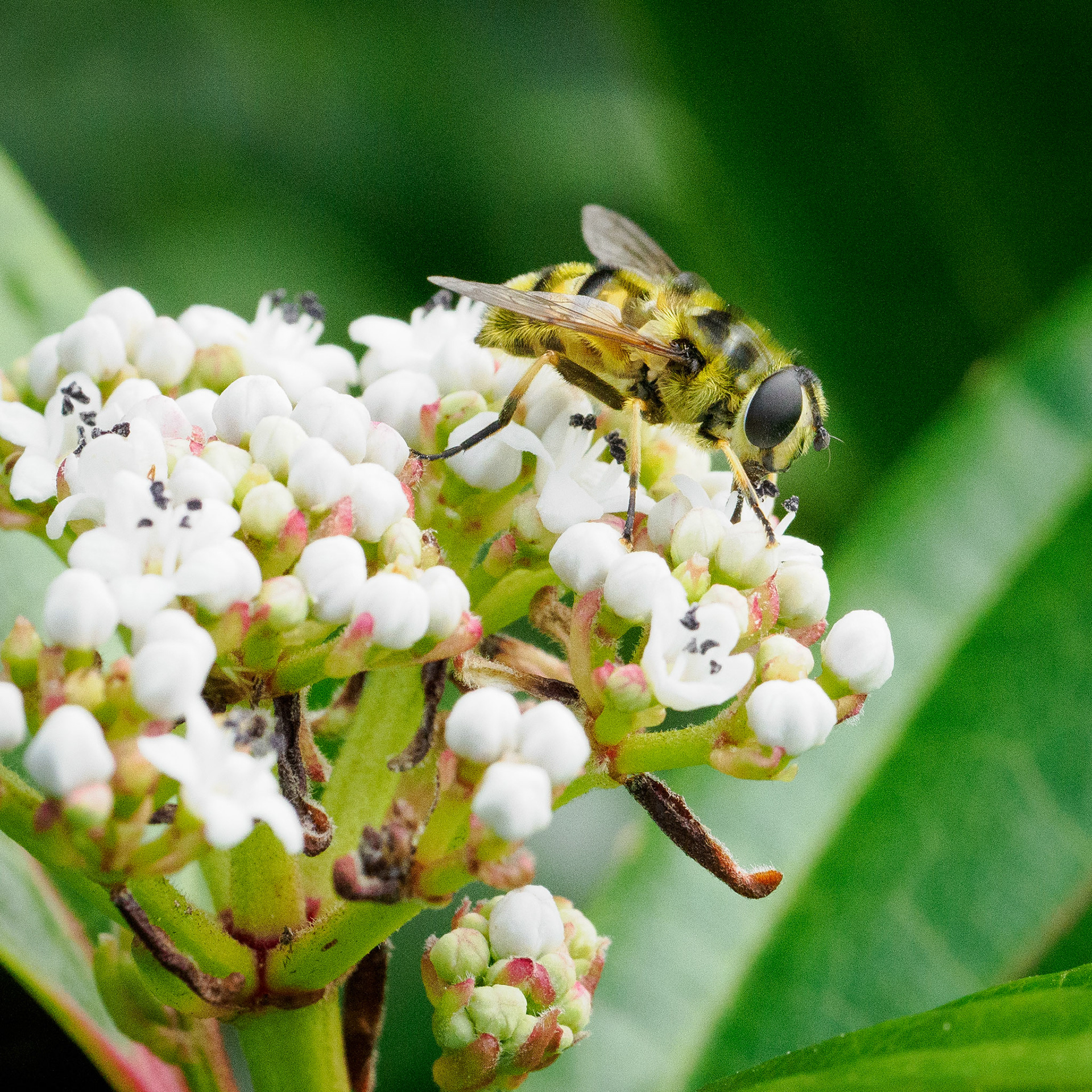 Hoverfly