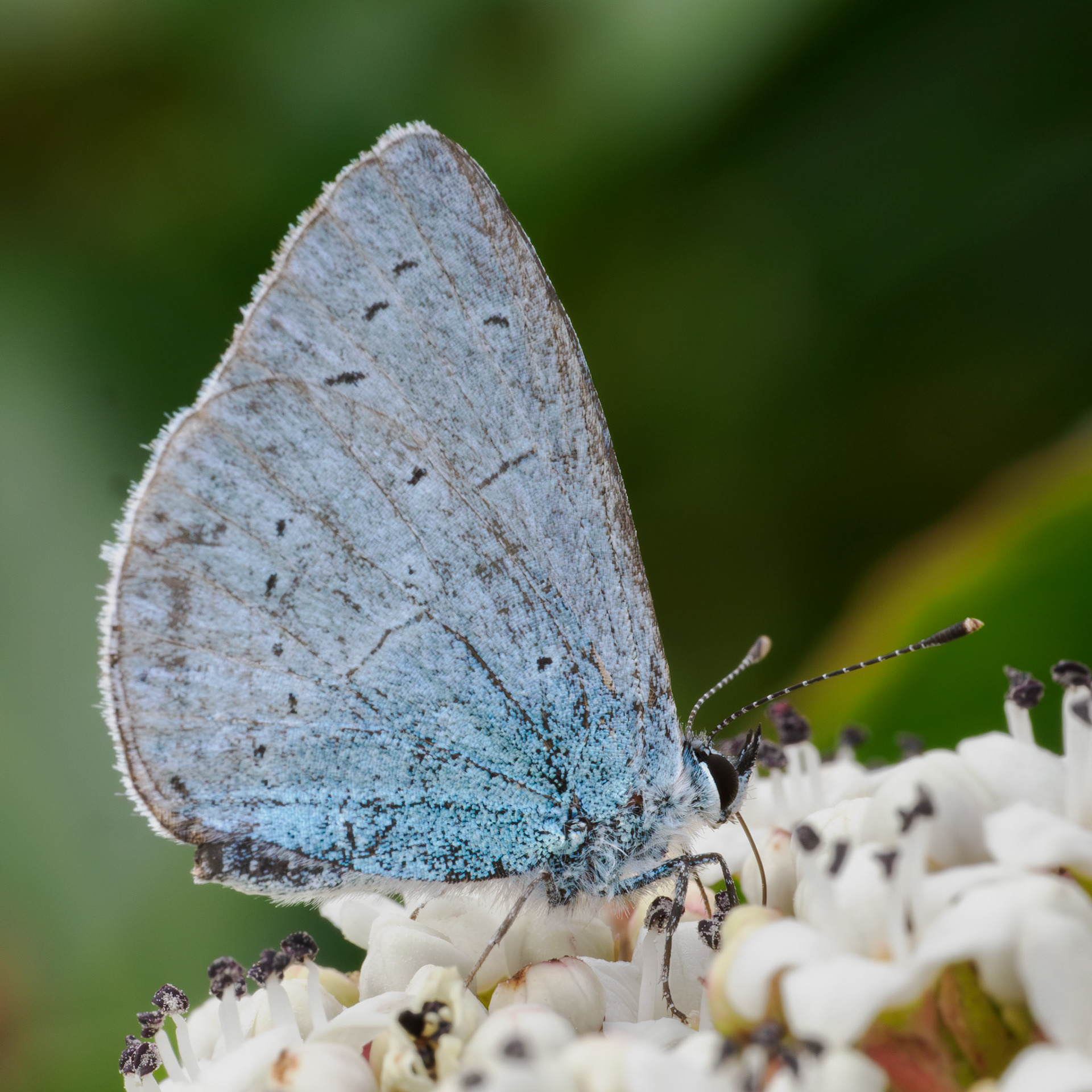 Holly blue