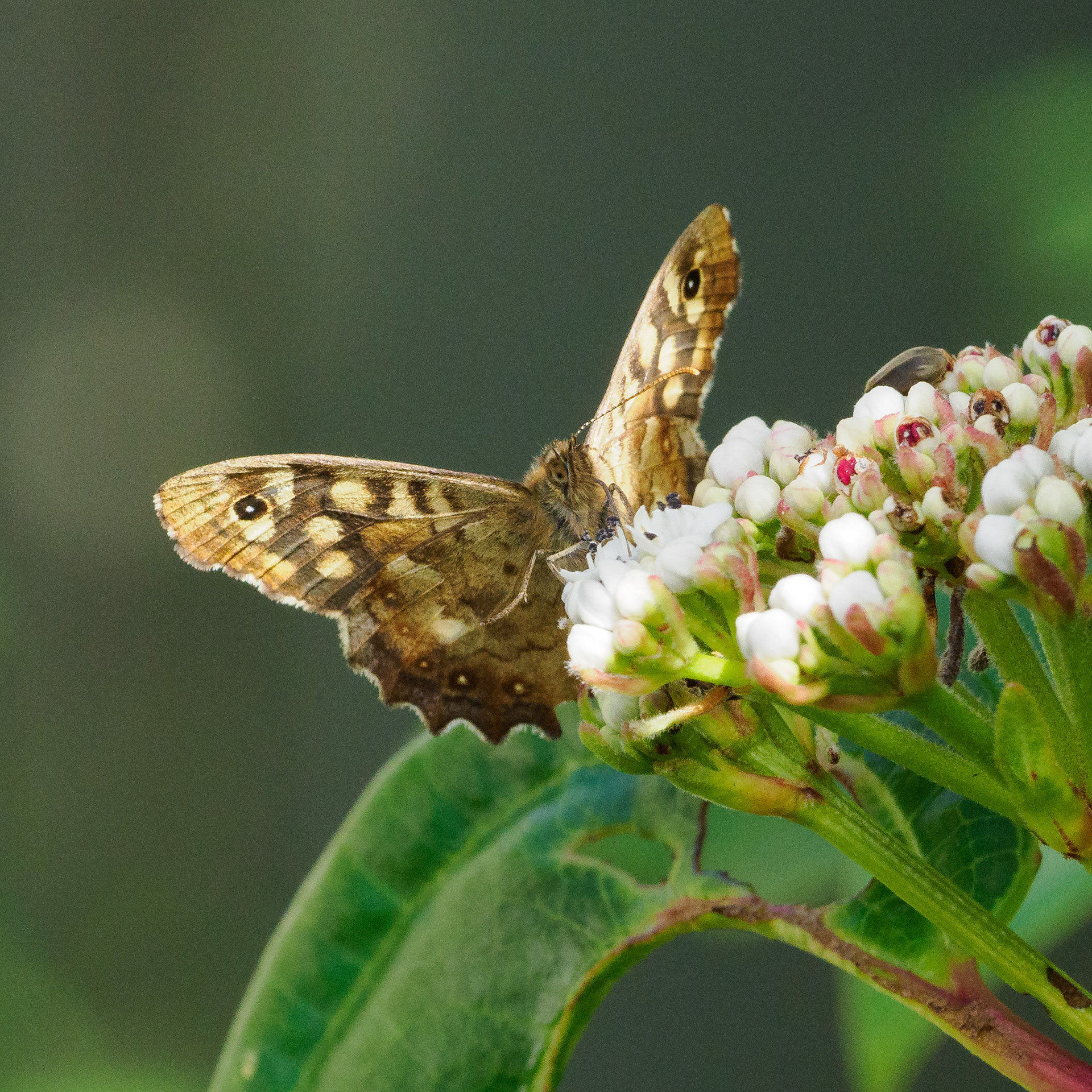 Speckled wood