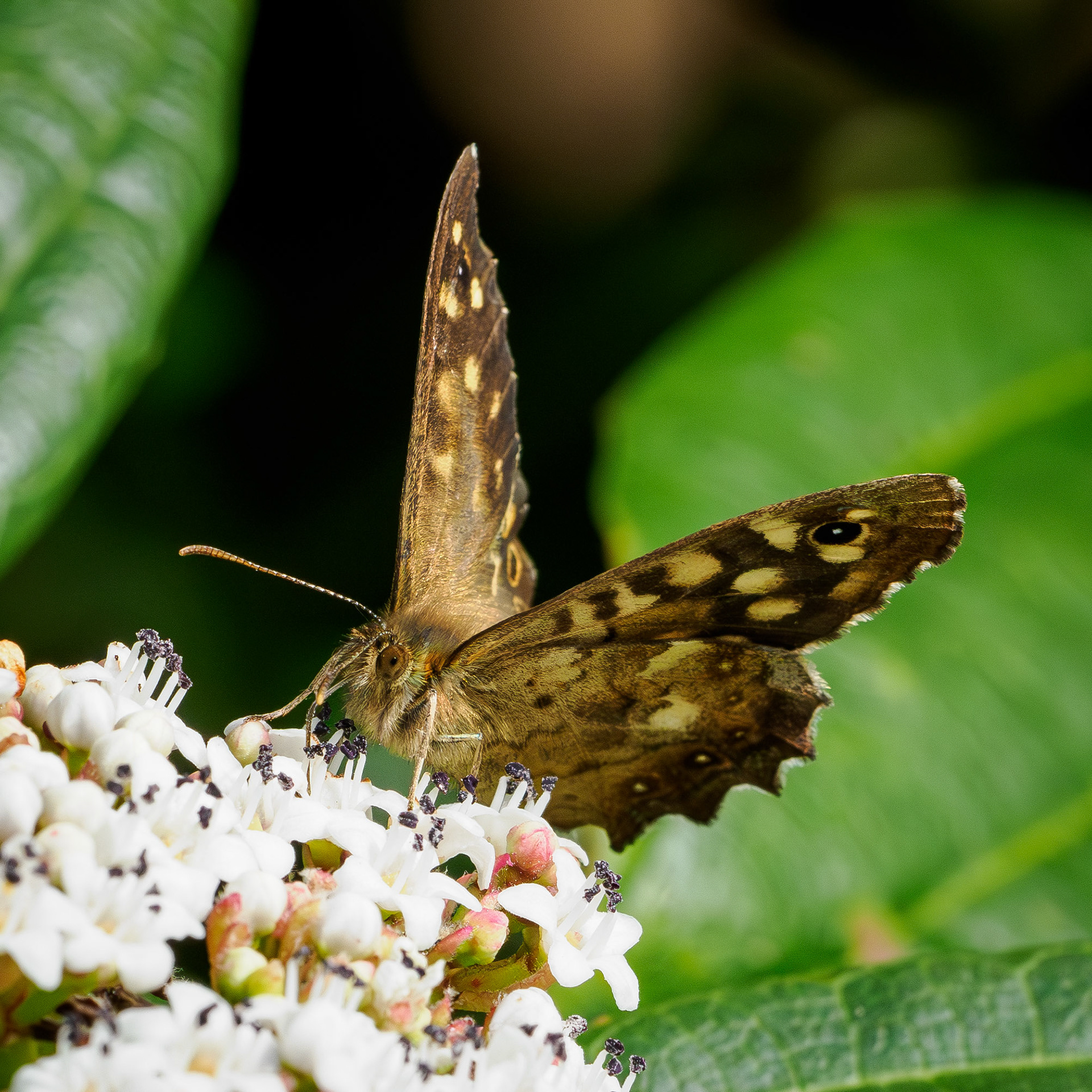 Speckled wood