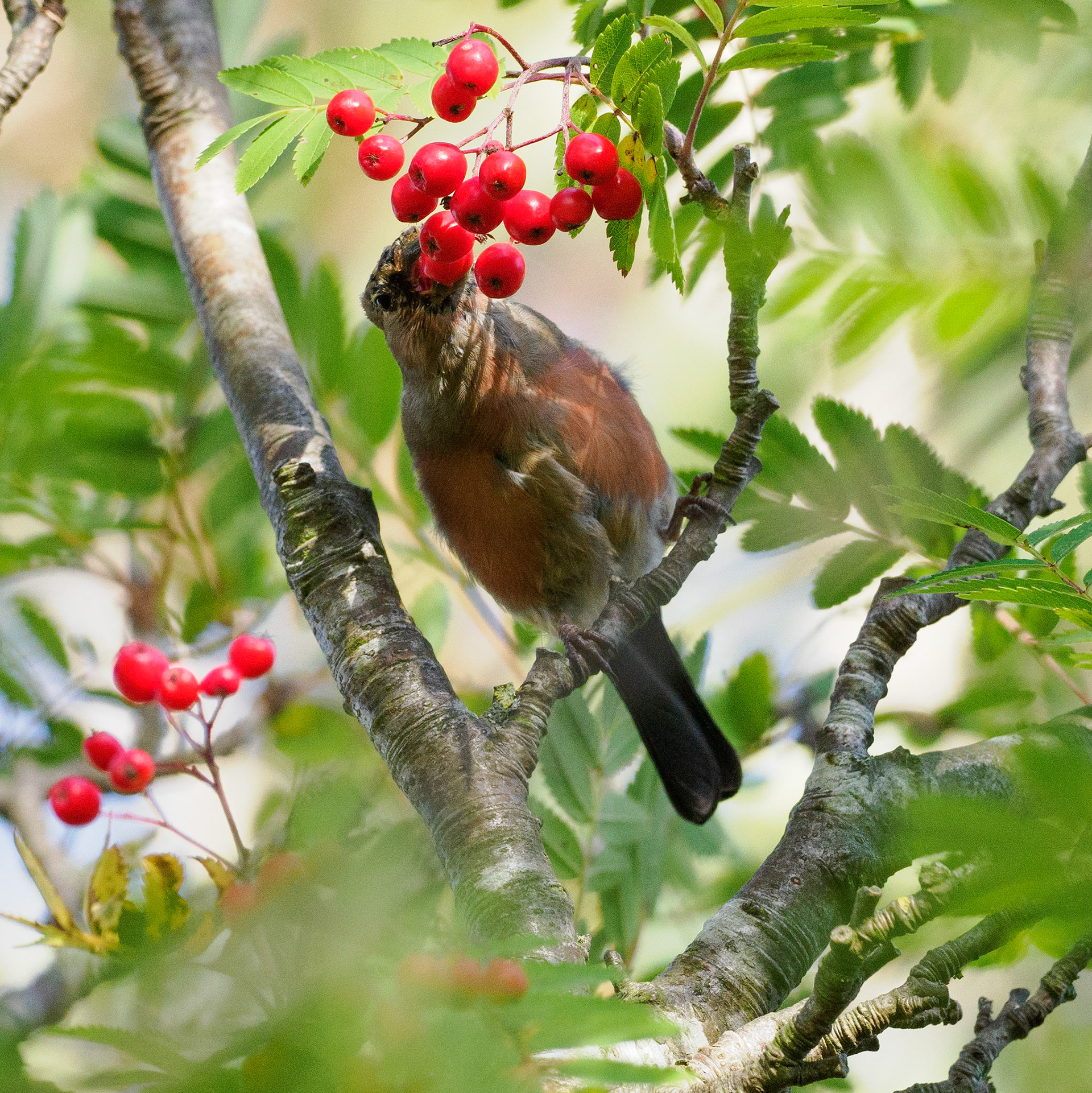 Bullfinch (male)