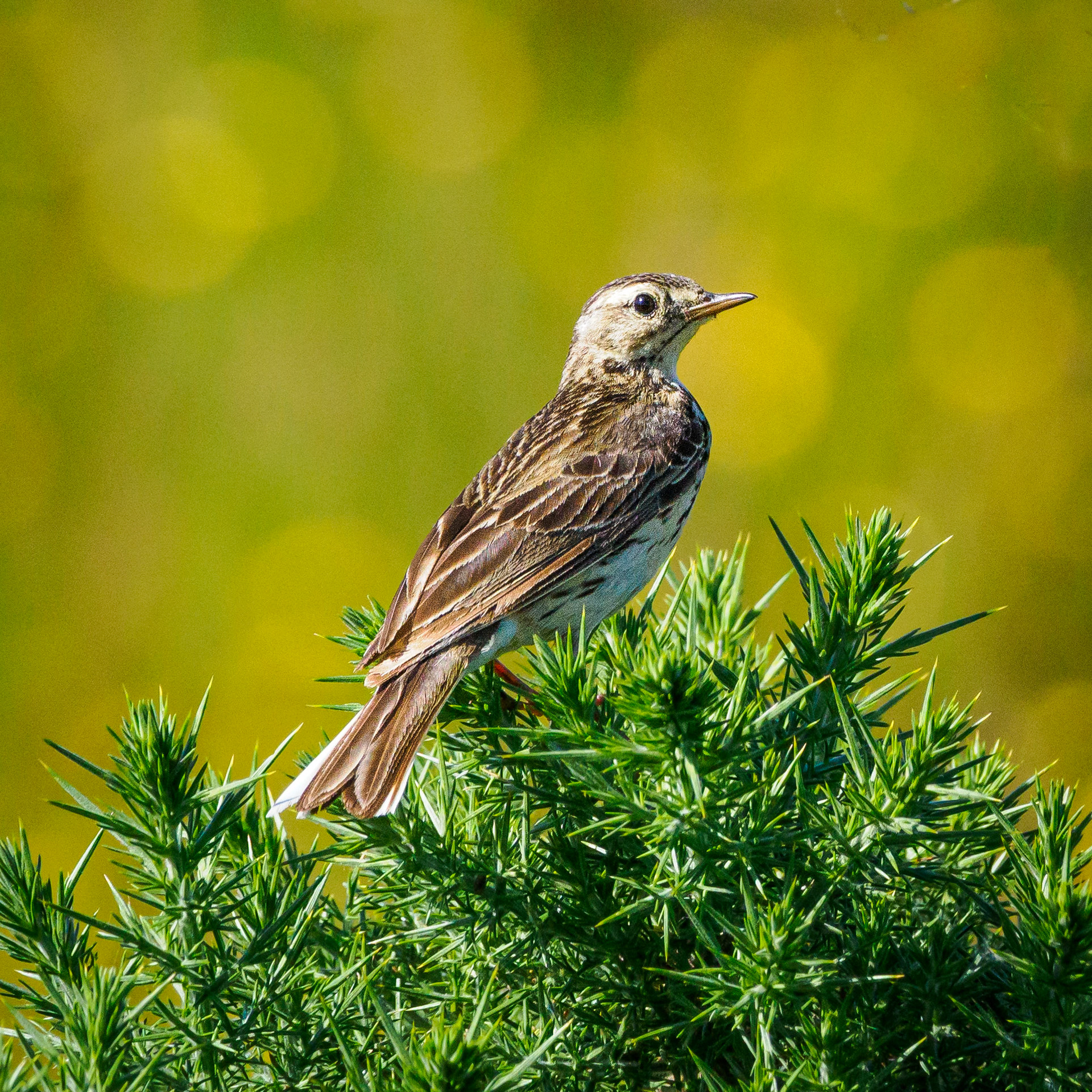 Meadow pippet?