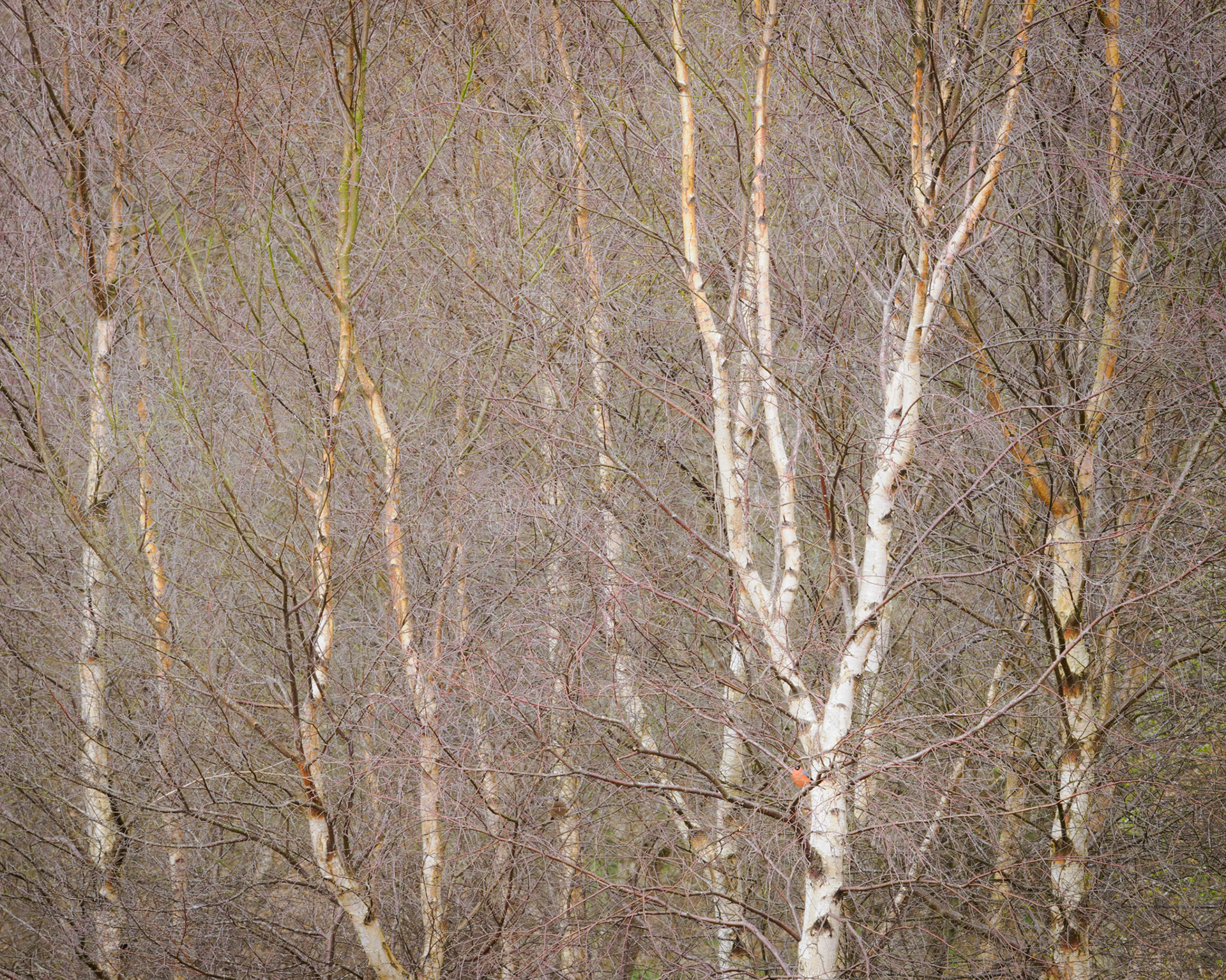 The bullfinch