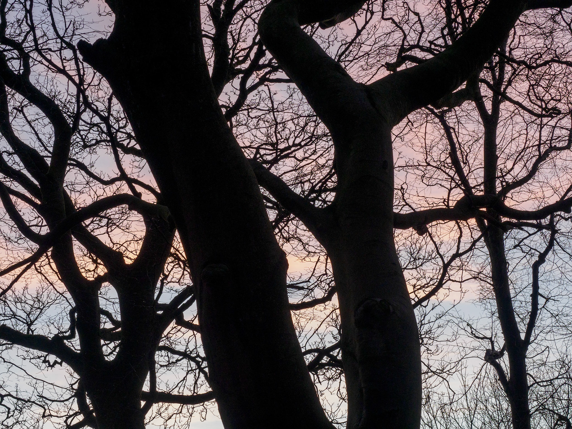 Corstorphine Hill in January