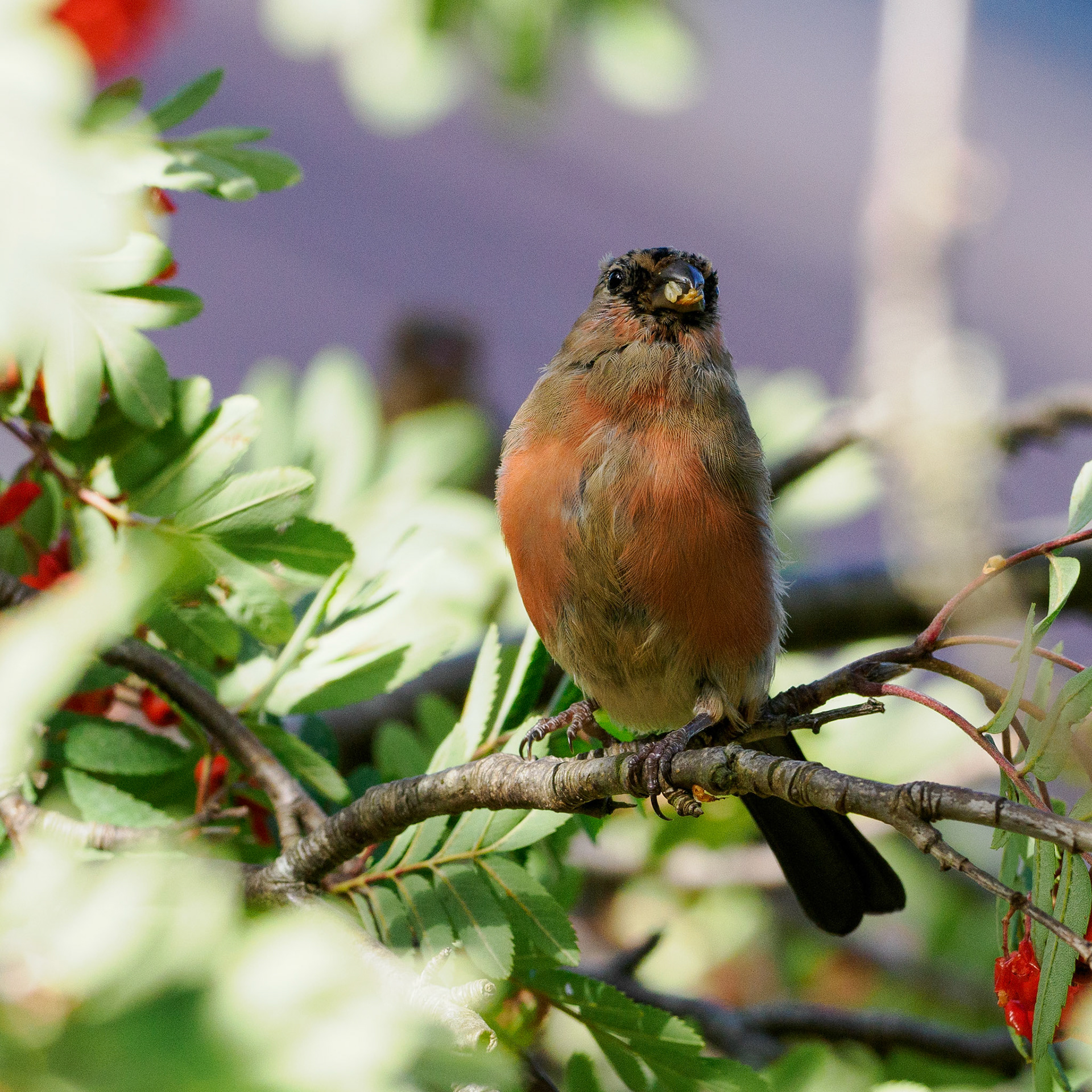 Bullfinch (male)