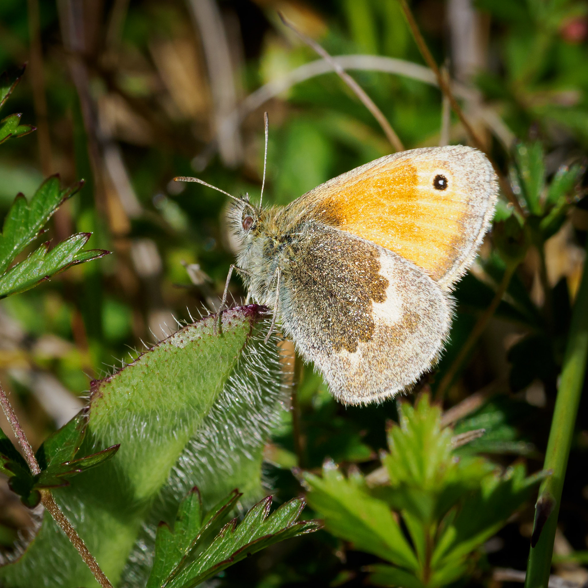 Small heath
