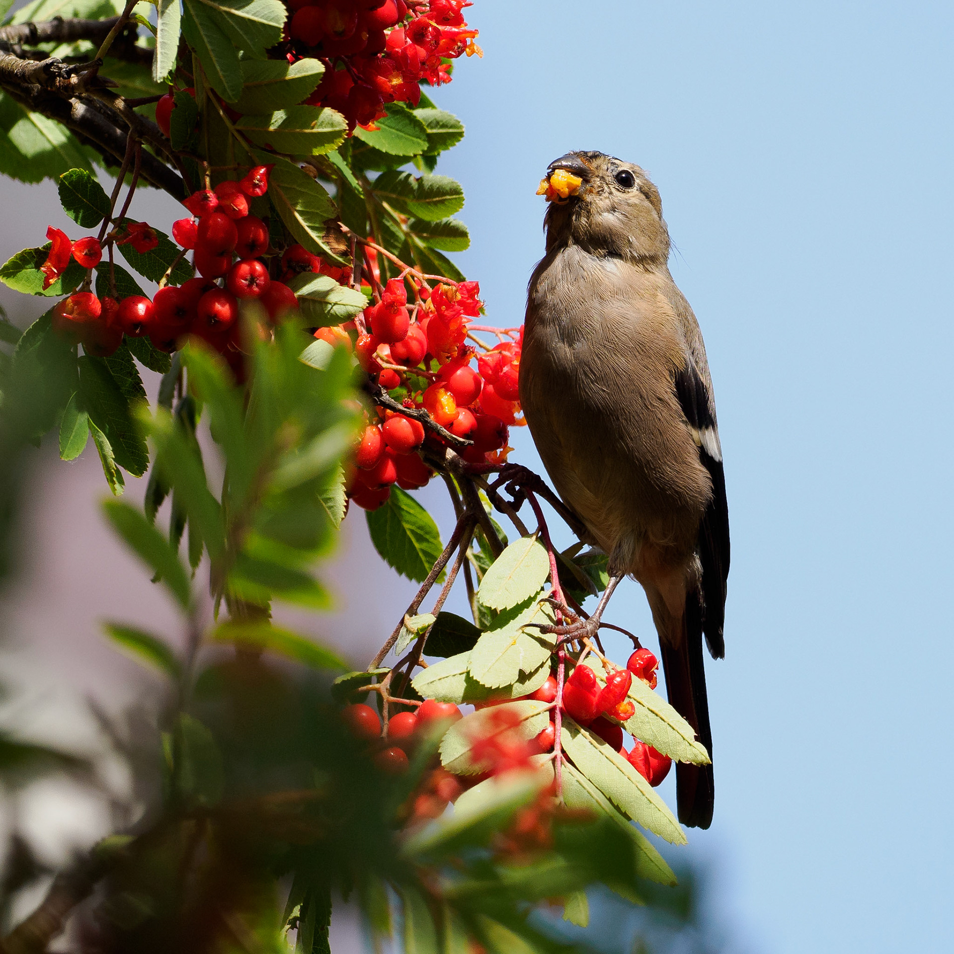 Bullfinch (female/juvenile) 
