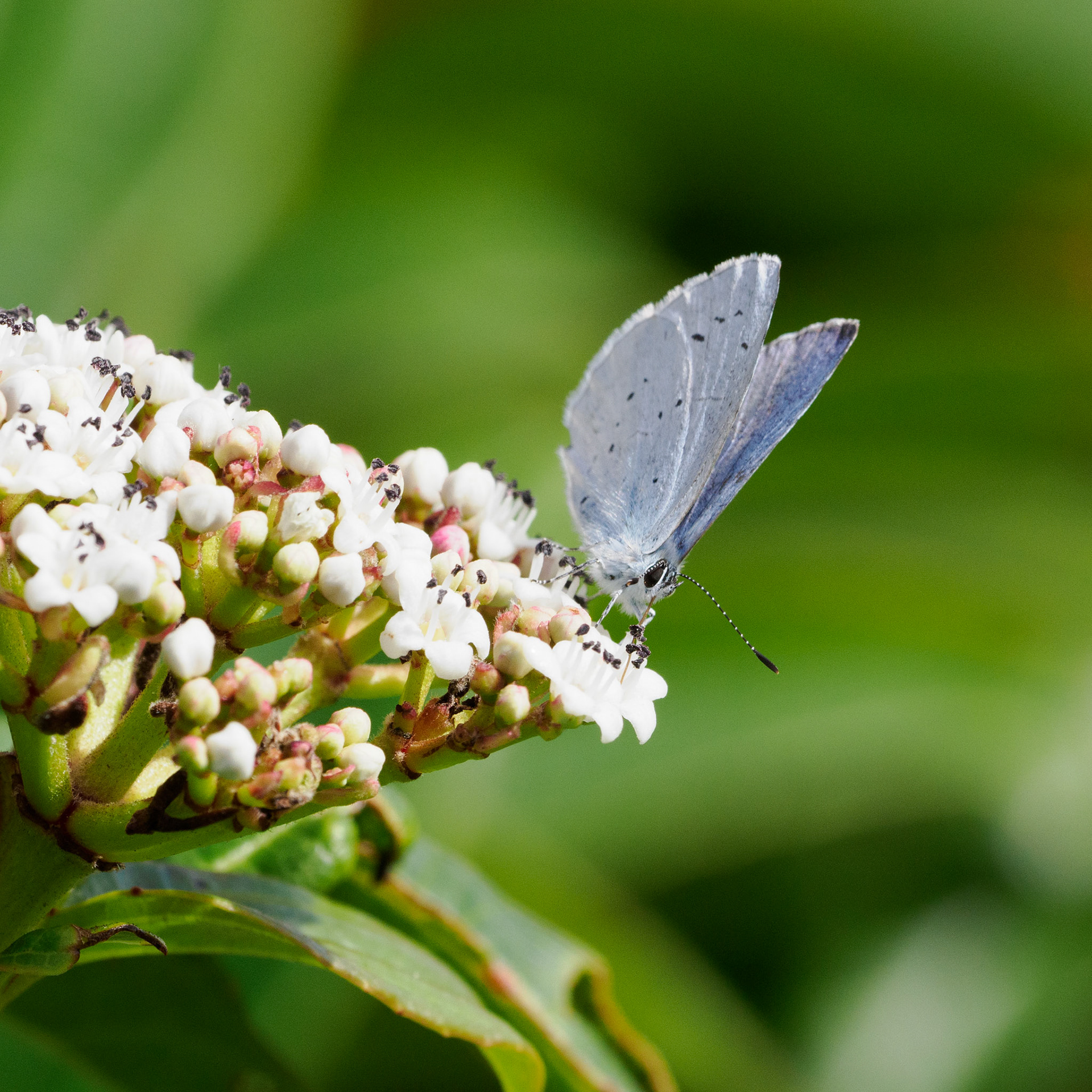 Holly blue (male)