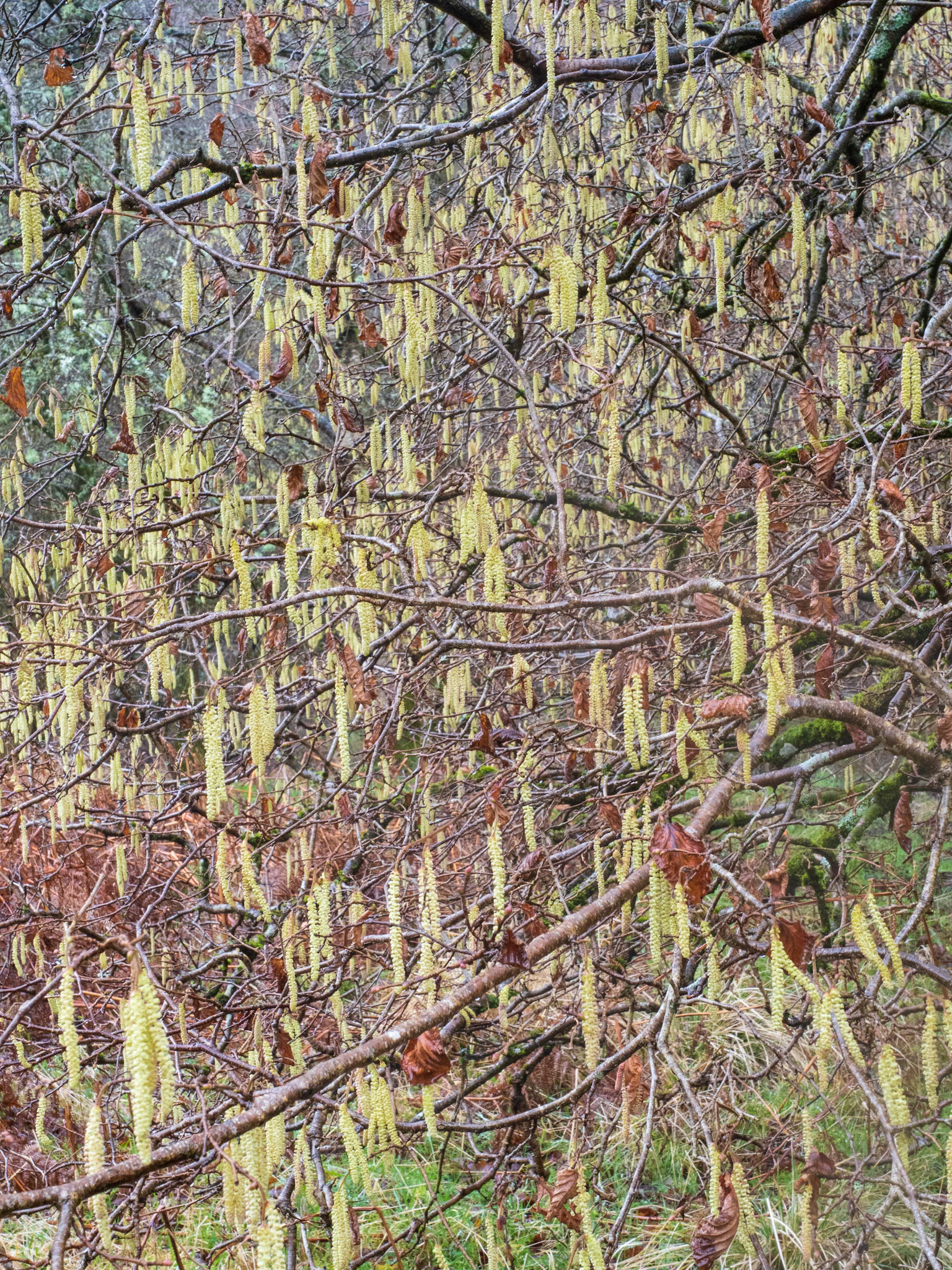 Calderwood in February