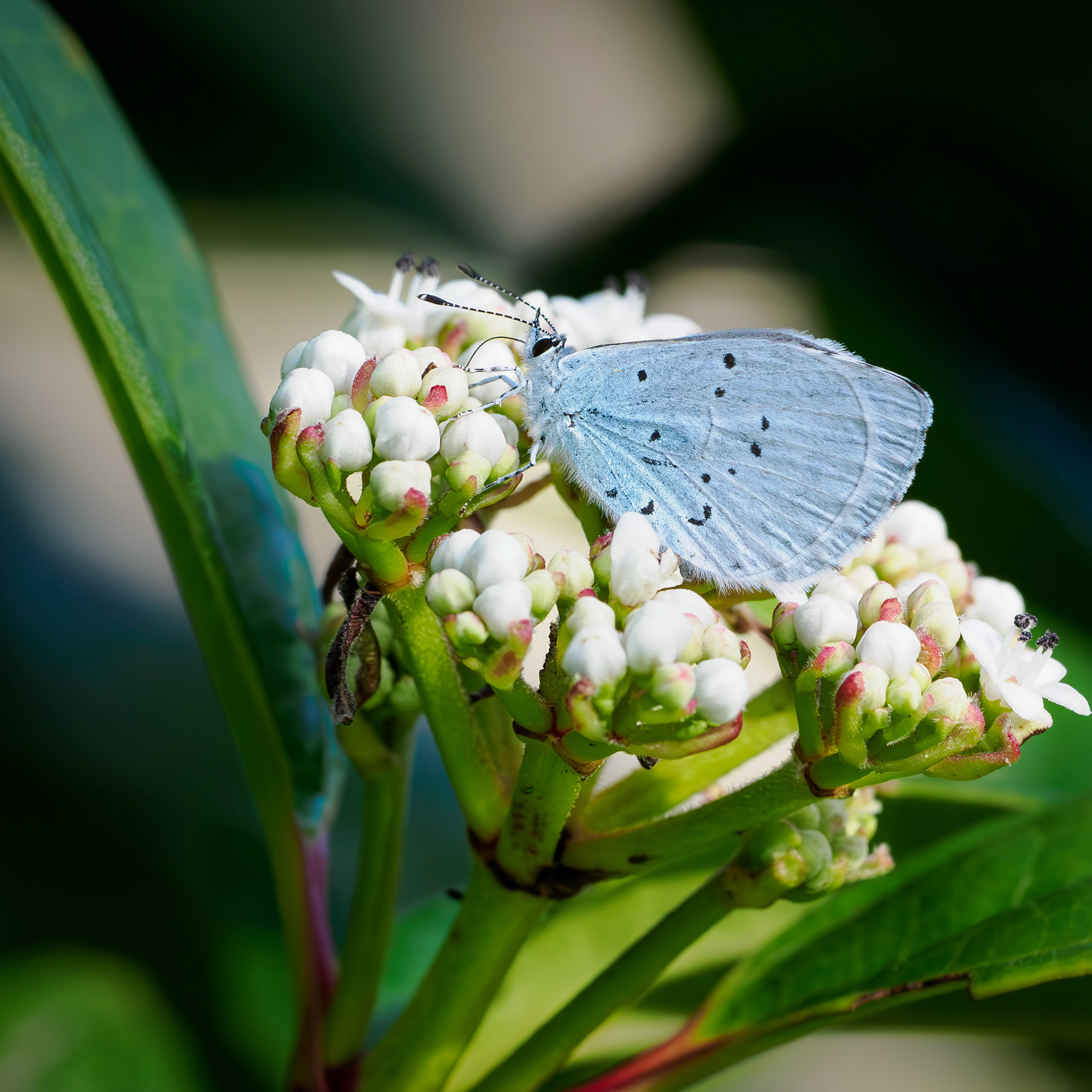 Holly blue