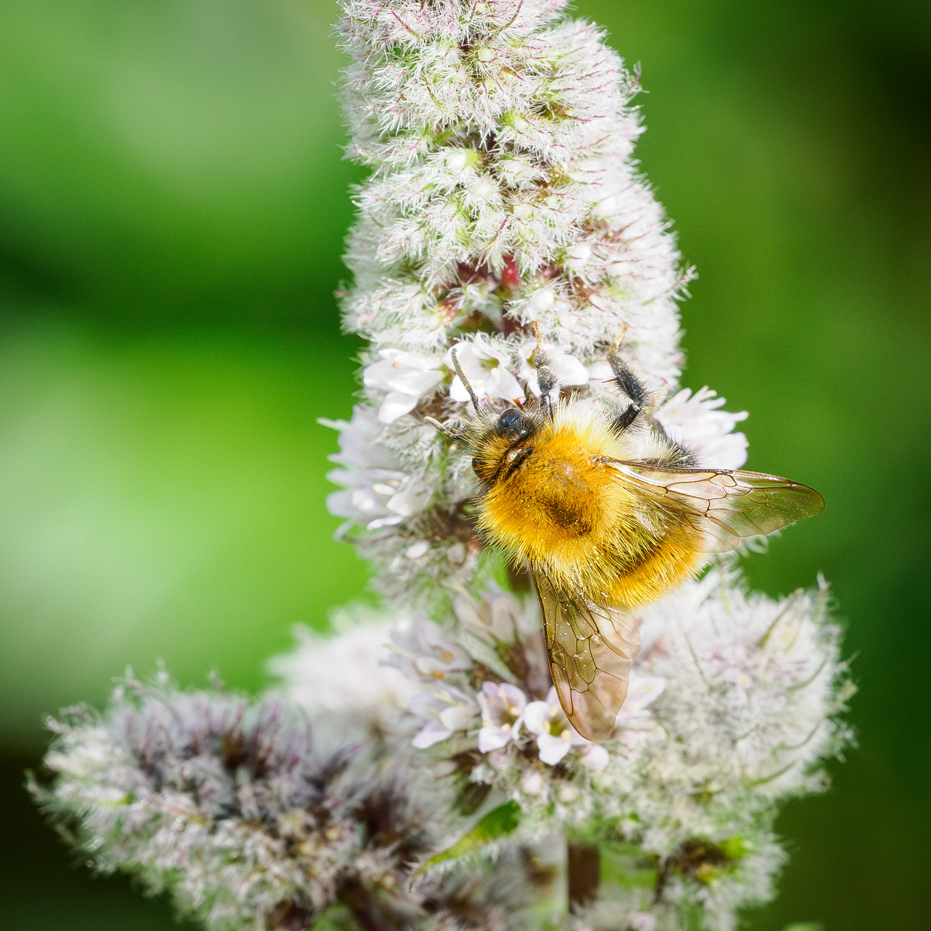 Carder bee