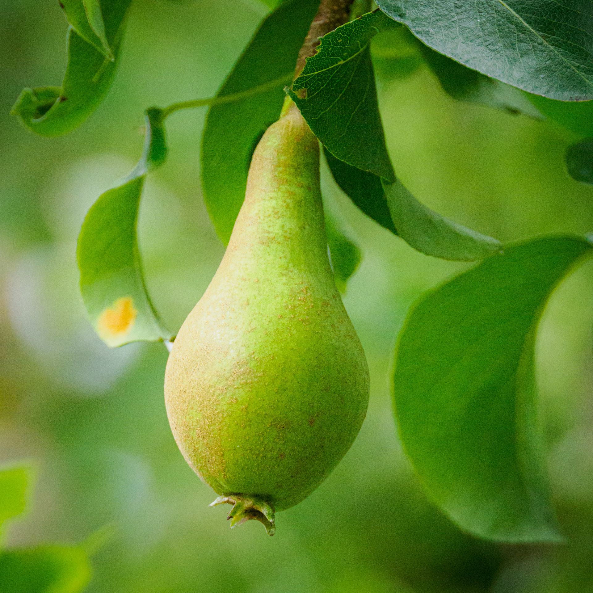 Pear (conference?) 