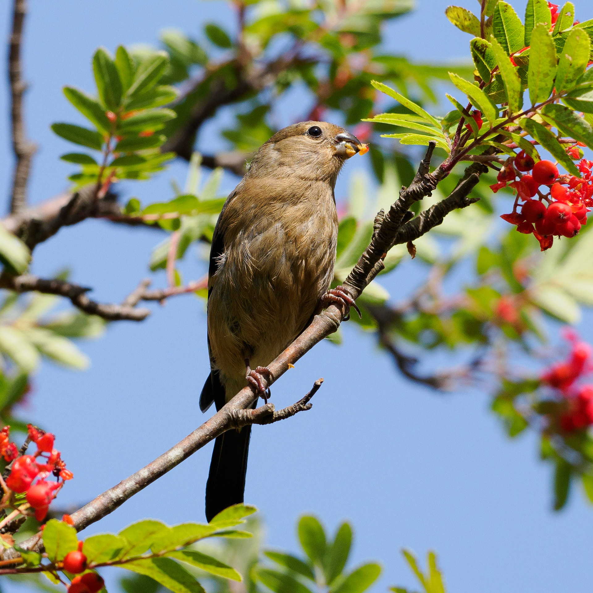 Bullfinch (female/juvenile)