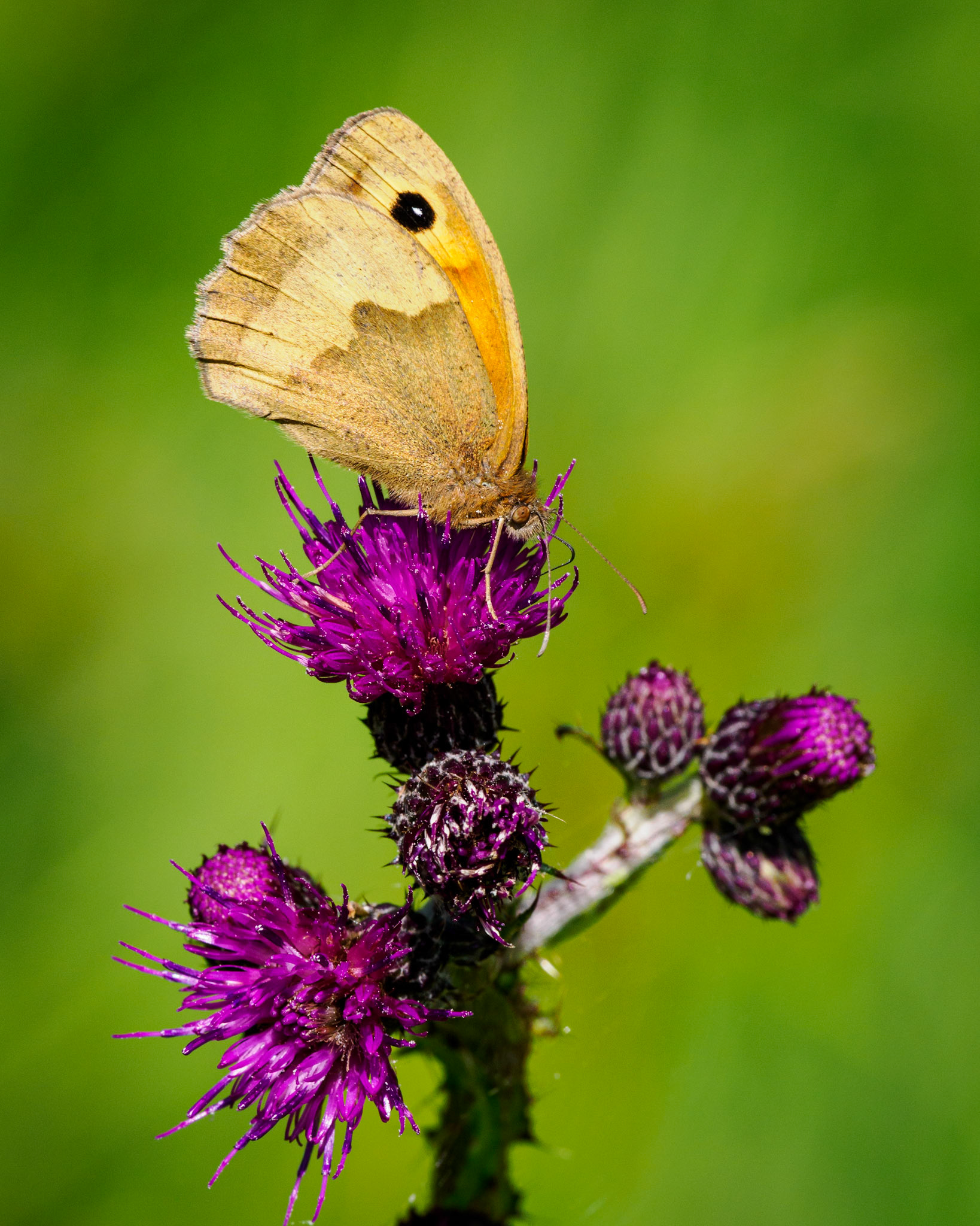 Meadow brown