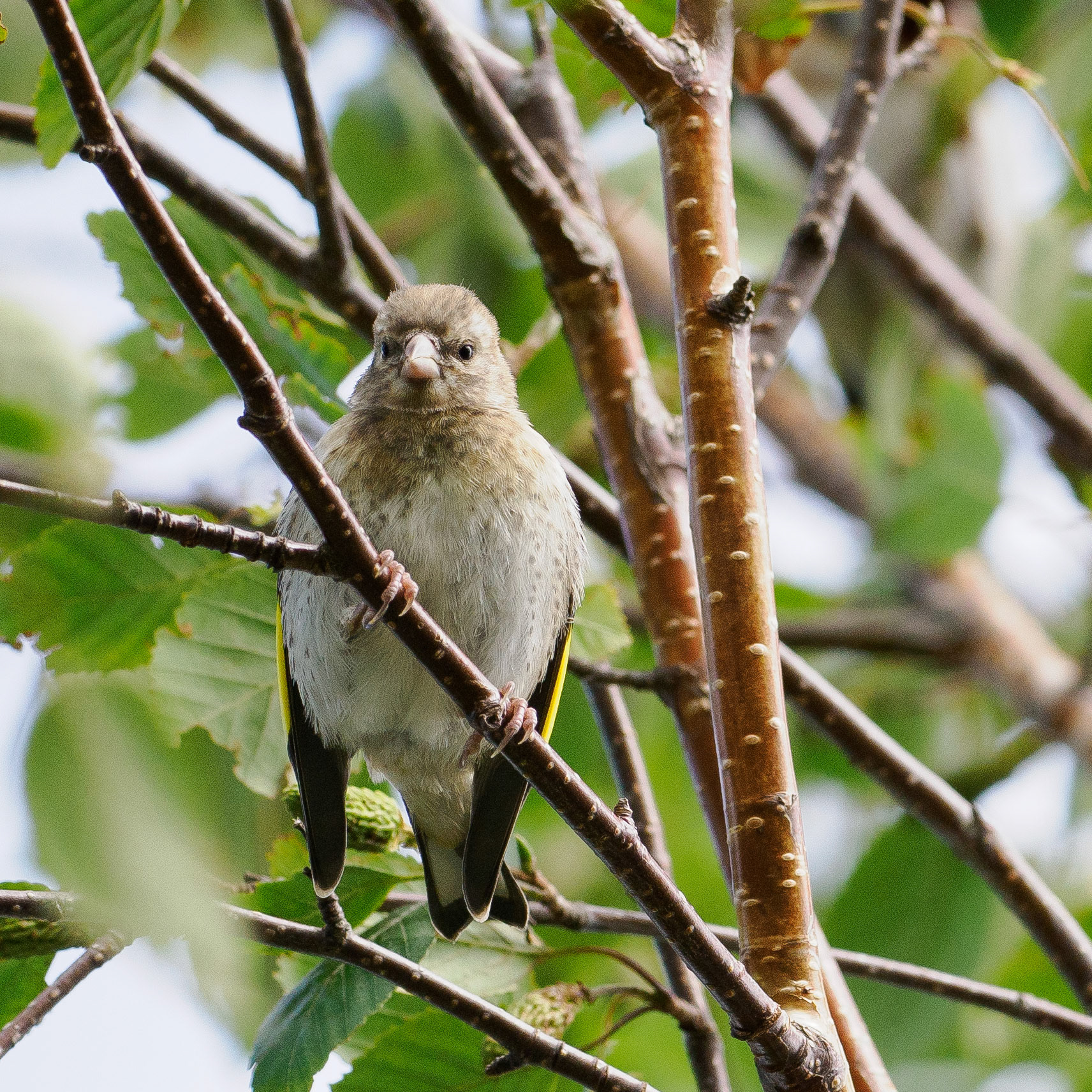 Greenfinch (juvenile)