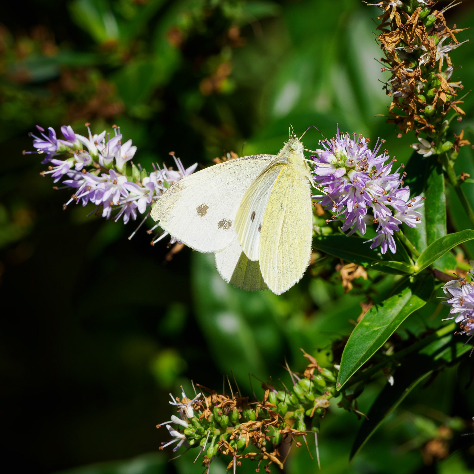 Small white