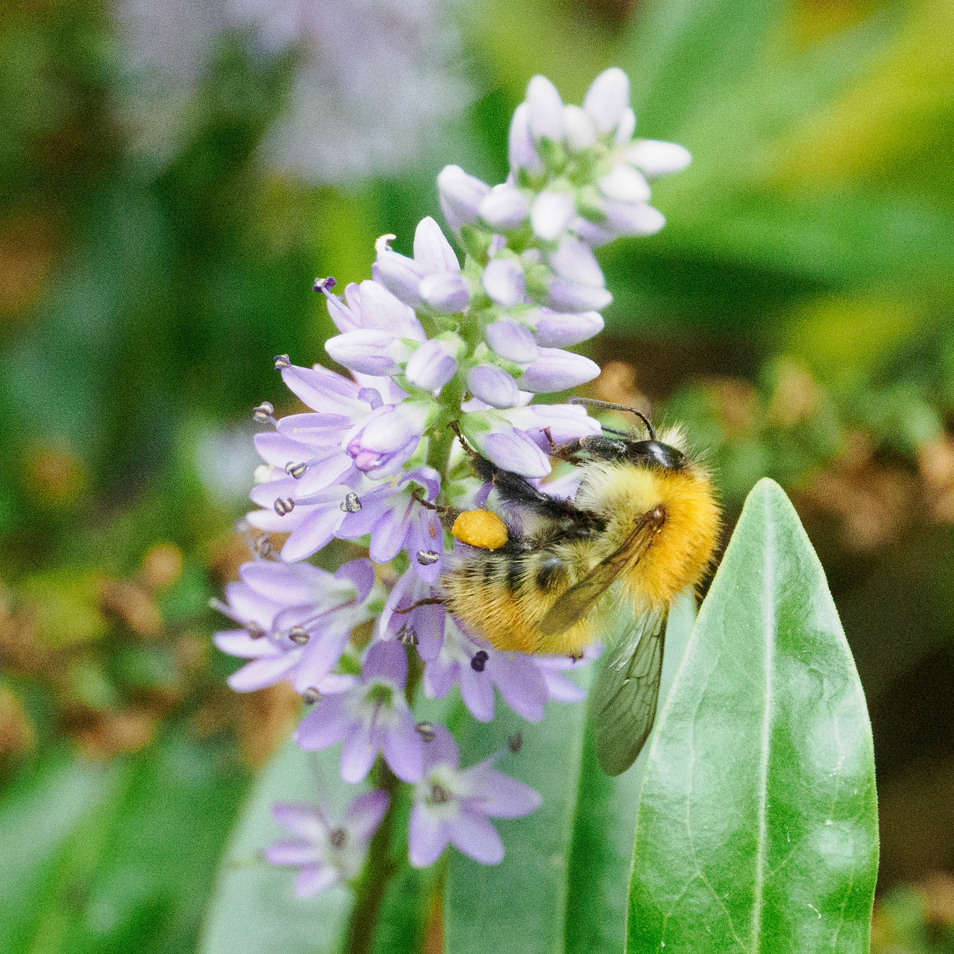 Carder bee