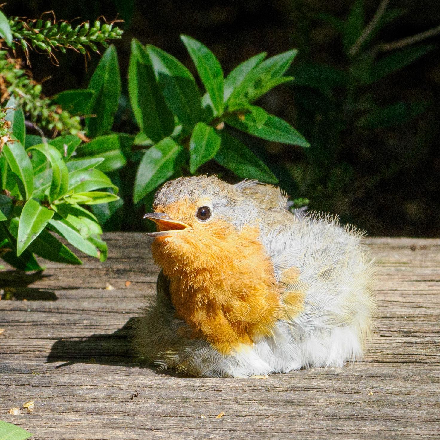 Robin (juvenile)
