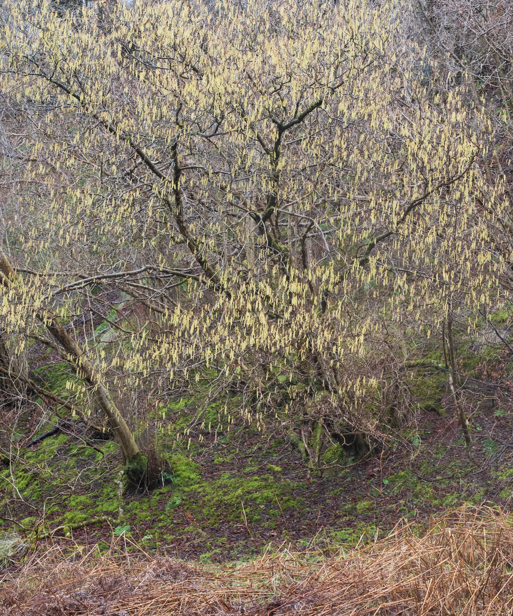 Calderwood in February
