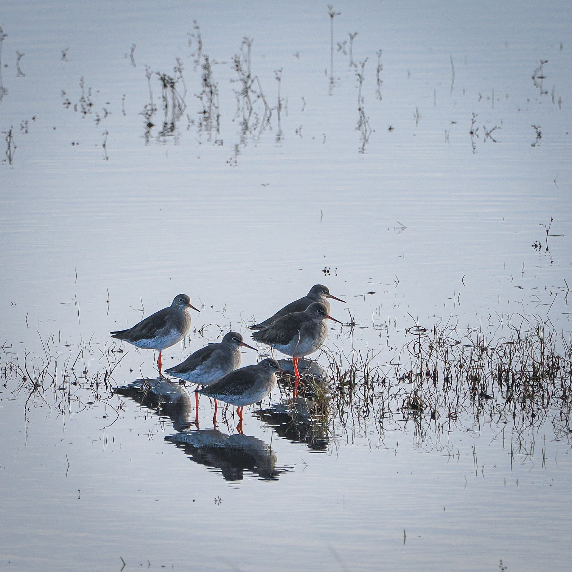 Purple sandpipers