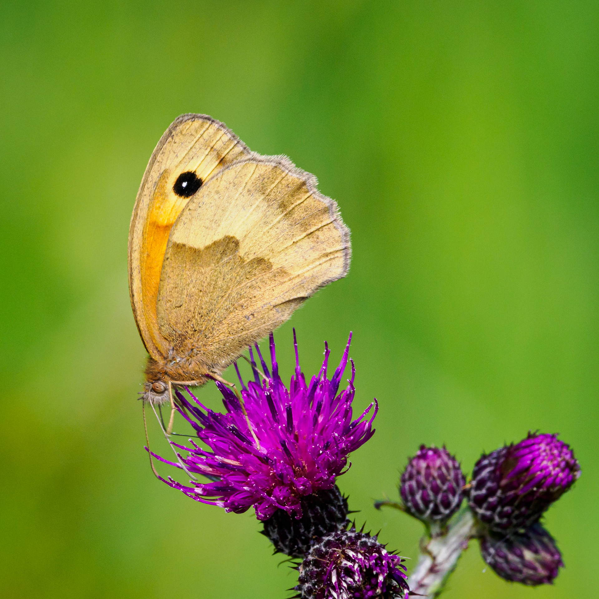 Meadow brown